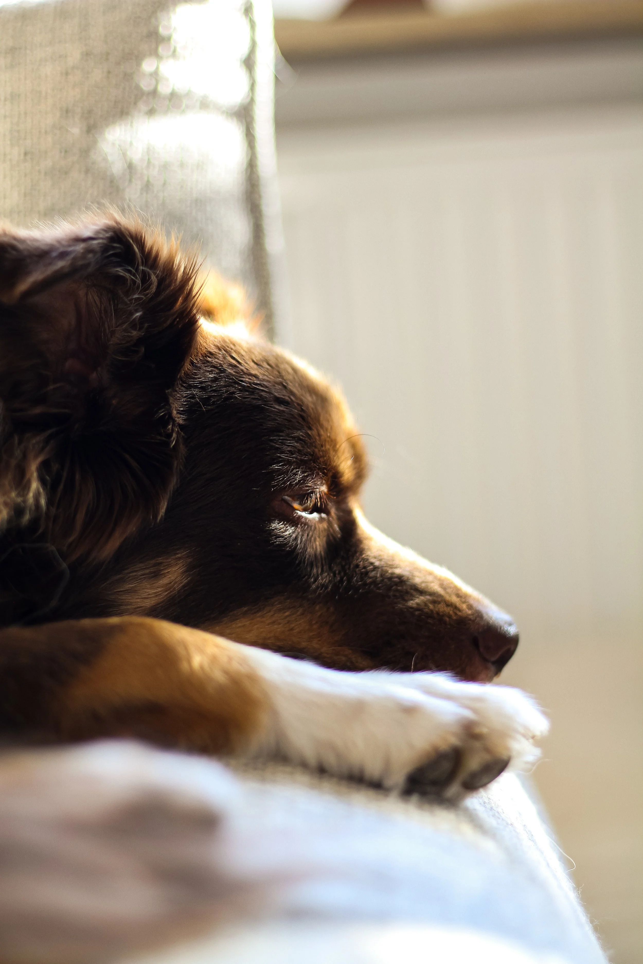 Nahaufnahme eines schlafenden mini Australian Shepherds, der auf einem weißen Kissen liegt, mit Sonnenlicht, das sein Gesicht beleuchtet.