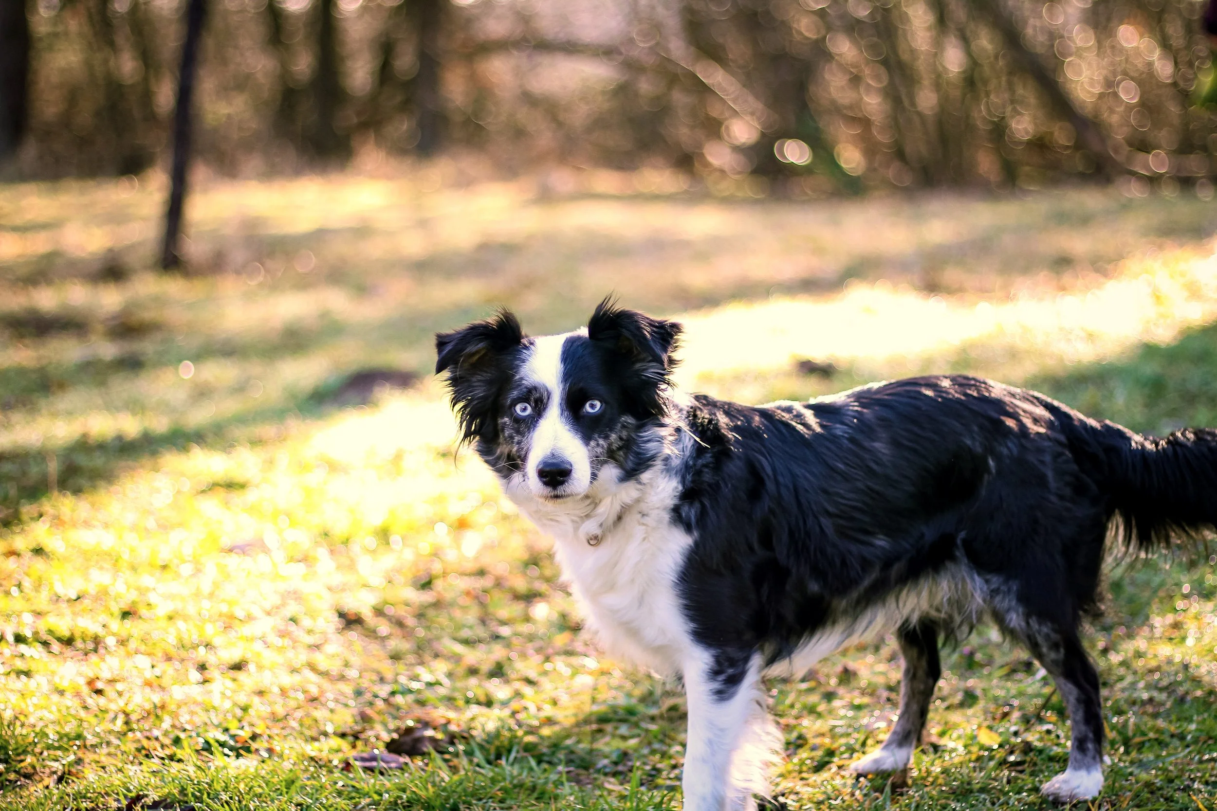 Ein Border Collie mit blauen Augen steht im Sonnenschein im Gras, im Hintergrund unscharfe Bäume.