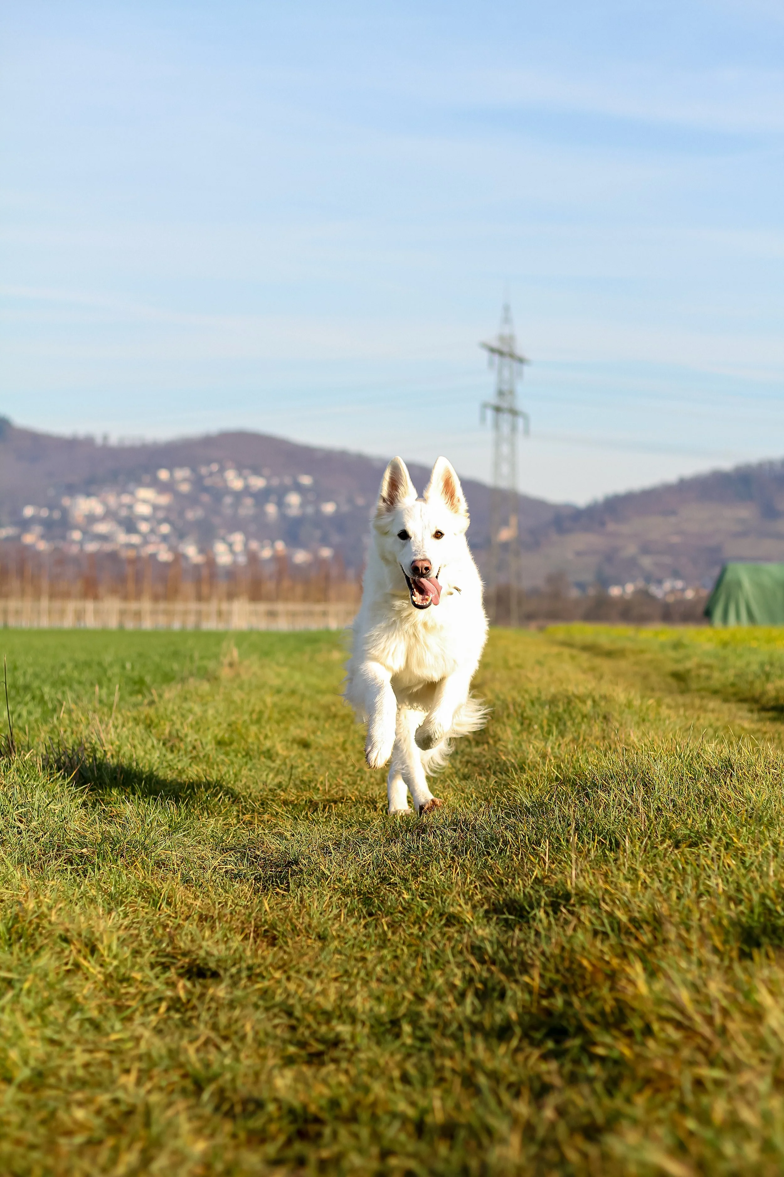 Saphira, ein Weißer Schweizer Schäferhund läuft auf einer grünen Wiese der Person zu , im Hintergrund Berge.