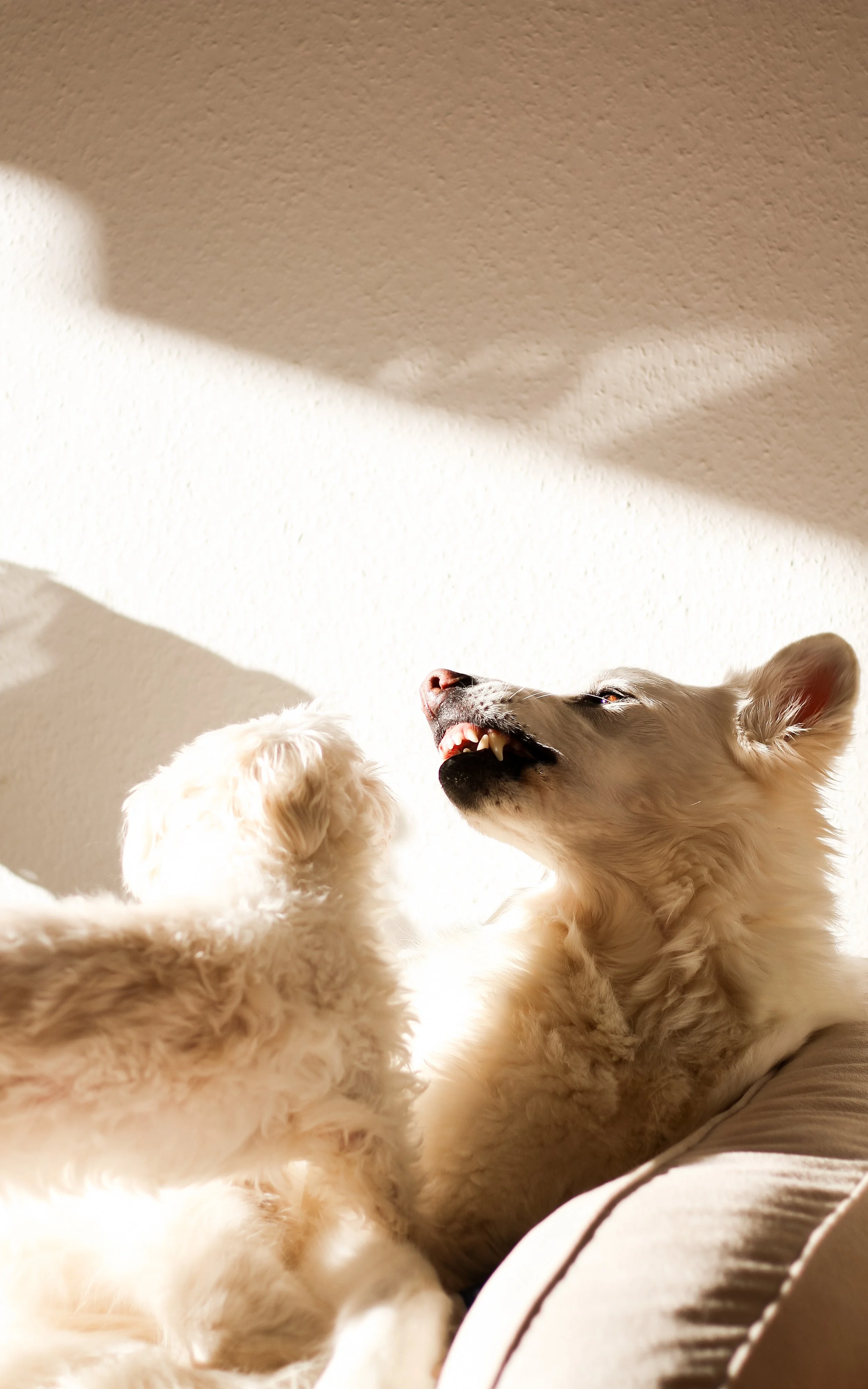 Zwei Hunde, die miteinander interagieren.