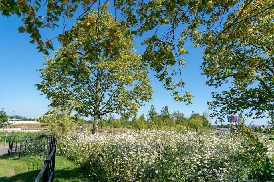 Green corridor – Alconbury Weald.jpeg