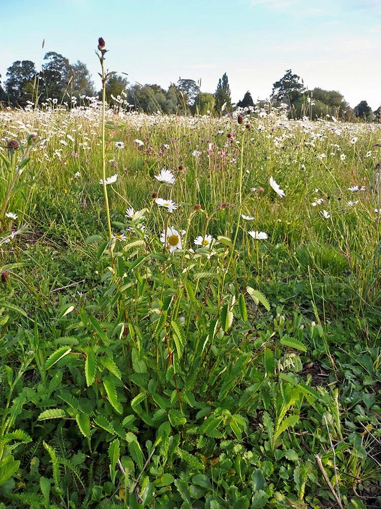 EM8-wetlands-meadow-mix.jpg