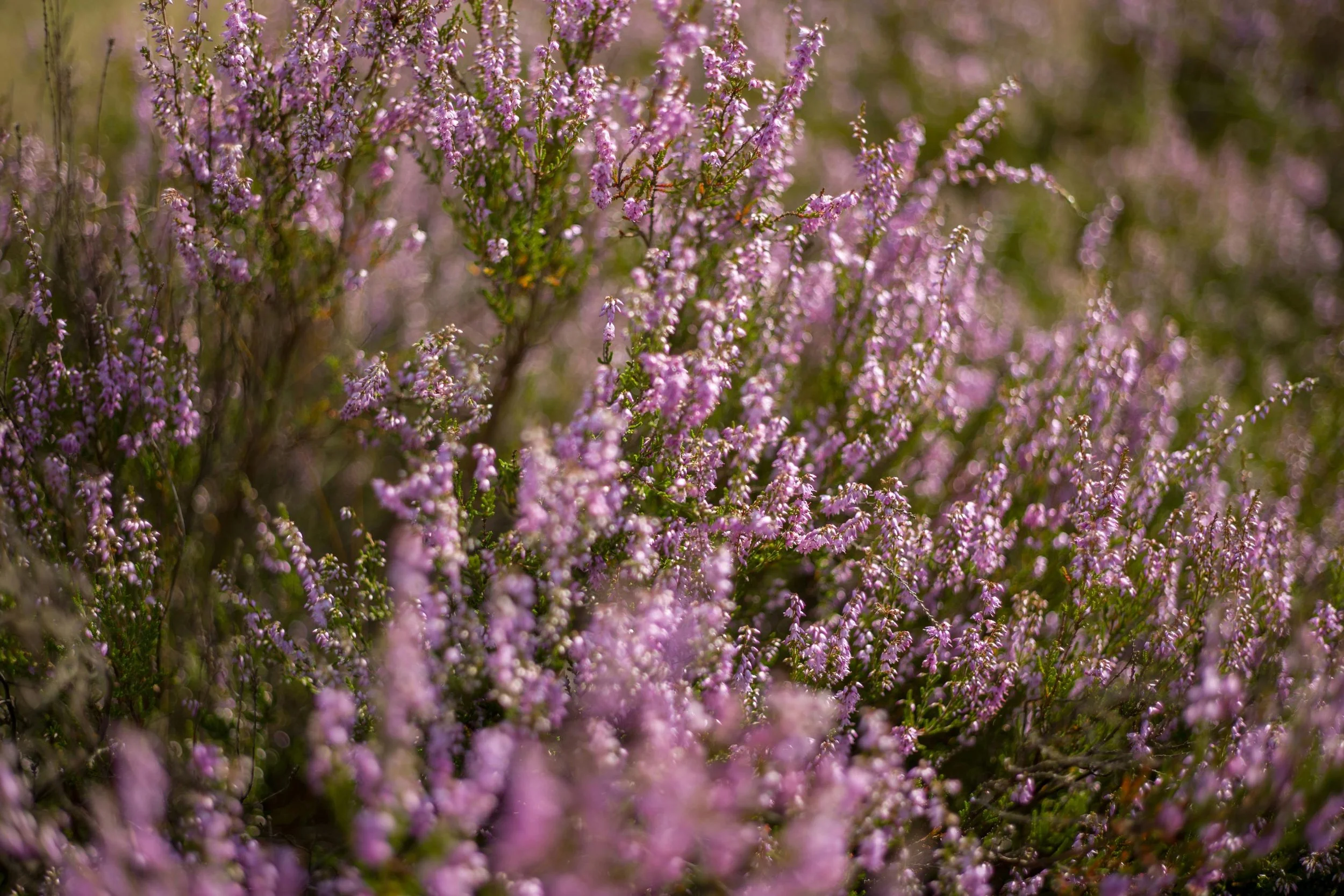 Purple-heather-on-heathland.-Heike-Trautman.-Unsplash.-Sep10.jpg