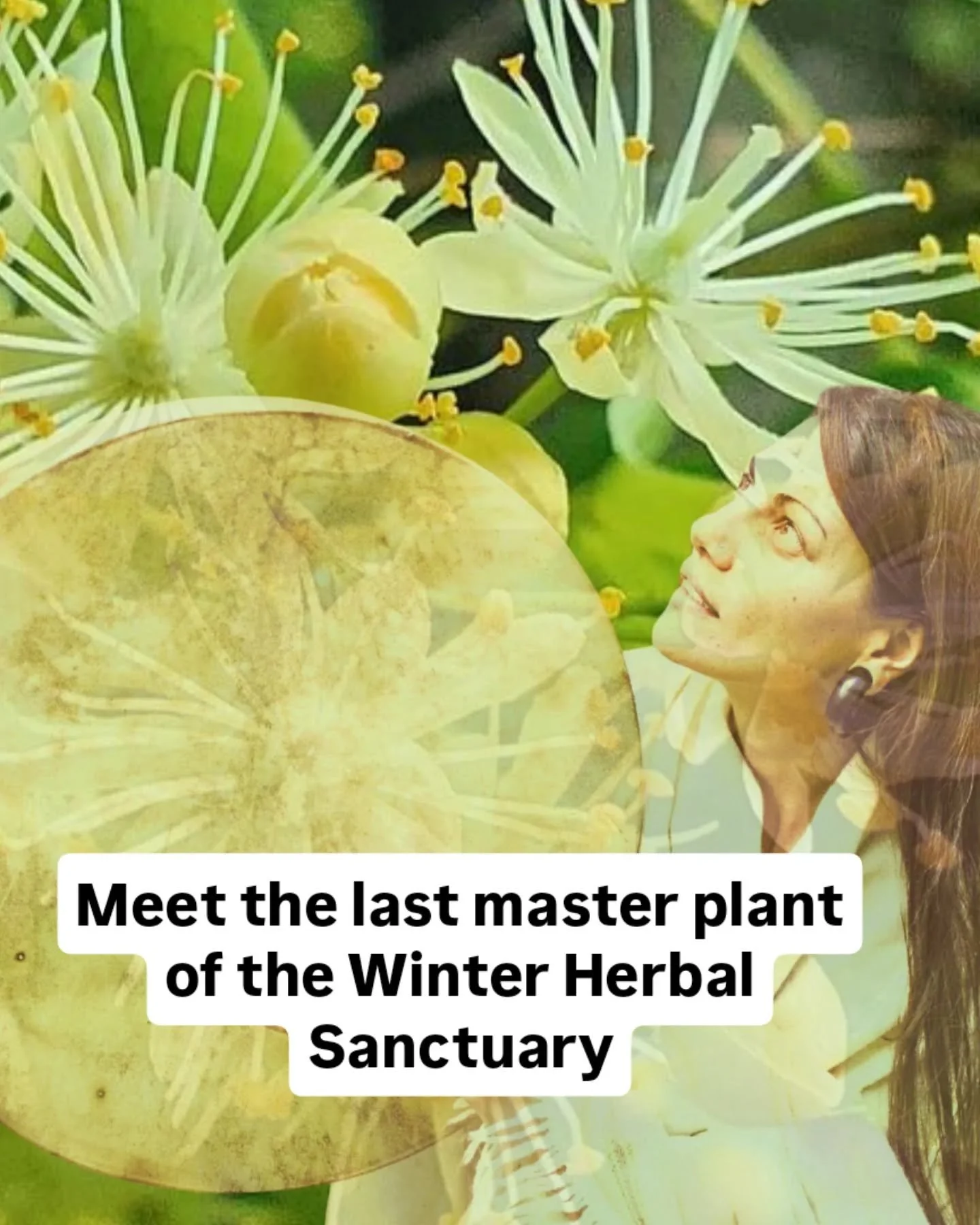 Linden Flower &mdash; the final guardian of our Winter Herbal Sanctuary.
A sweet heart-opener that invites us to soften, trust, and let life move through us with ease. 🌿✨

As the cold months begin to shift, she warms the chest, calms the mind, and w
