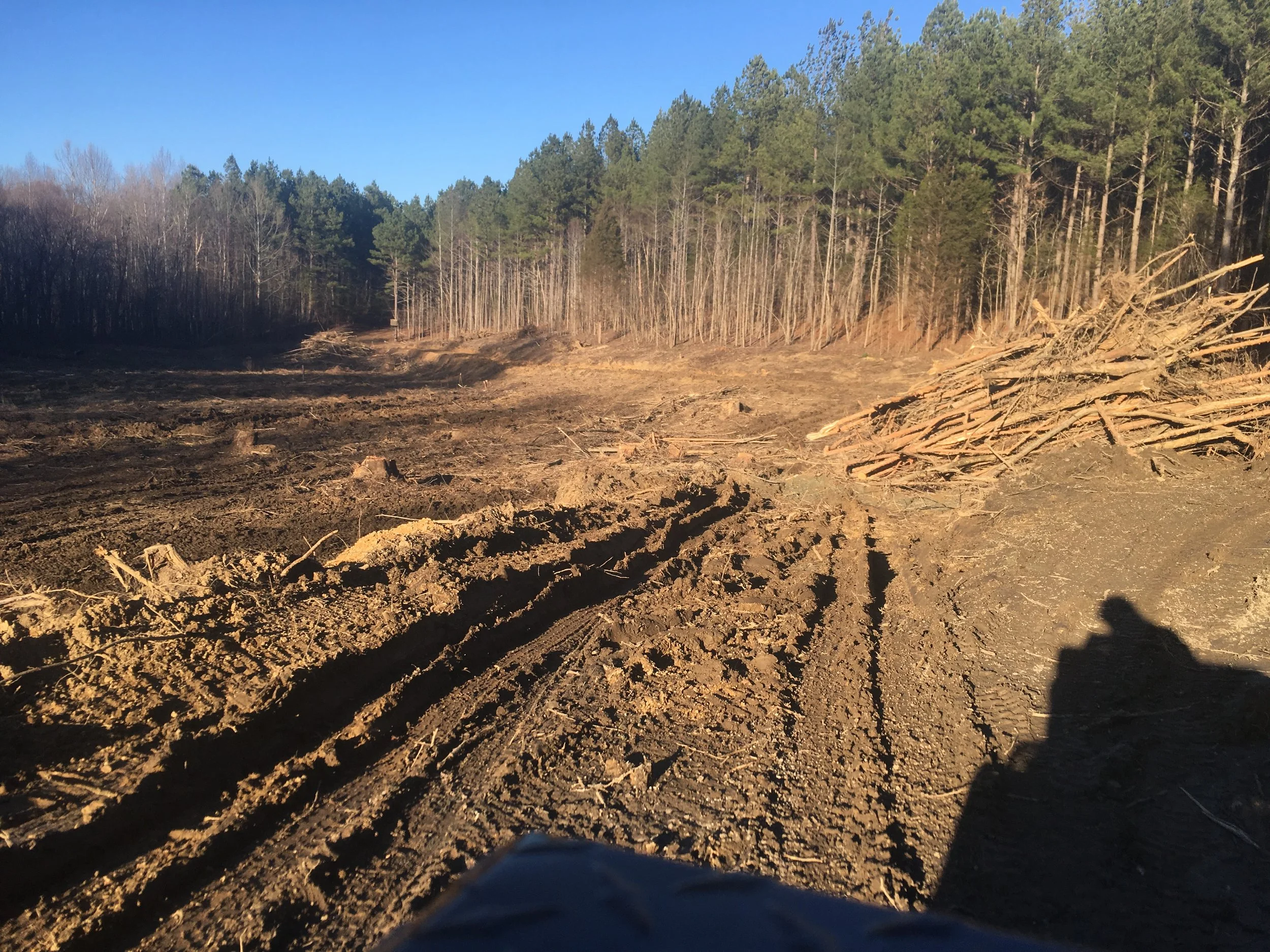 A cleared forest area with tire tracks and fallen trees on the ground, with a dense forest of tall trees in the background under a clear blue sky.