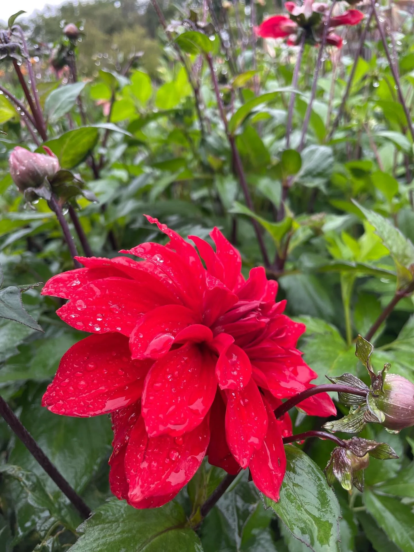 Ett bes&ouml;k p&aring; Florafarmen i regnet p&aring; s&ouml;ndagsf&ouml;rmiddagen. En del har b&ouml;rjat ge upp, men det finns s&aring; mycket vackert kvar! Framf&ouml;rallt dahliorna! S&aring; friska och fina och m&aring;nga! 

V&auml;lkomna att p