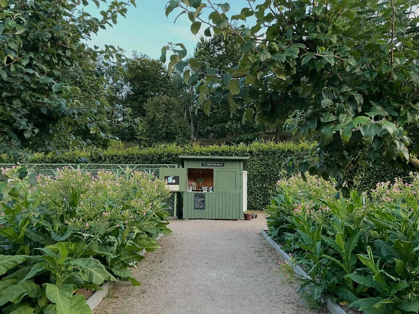 Afton p&aring; Florafarmen. Ensam med skatorna (och en mystisk/h&auml;rlig familj som g&aring;r och l&aring;ter som tuppar). Glad att folk plockar! Inga dahlior kvar som blommar, alla plockade! Men det kommer nya imorgon, finns ca 1000 knoppar som st