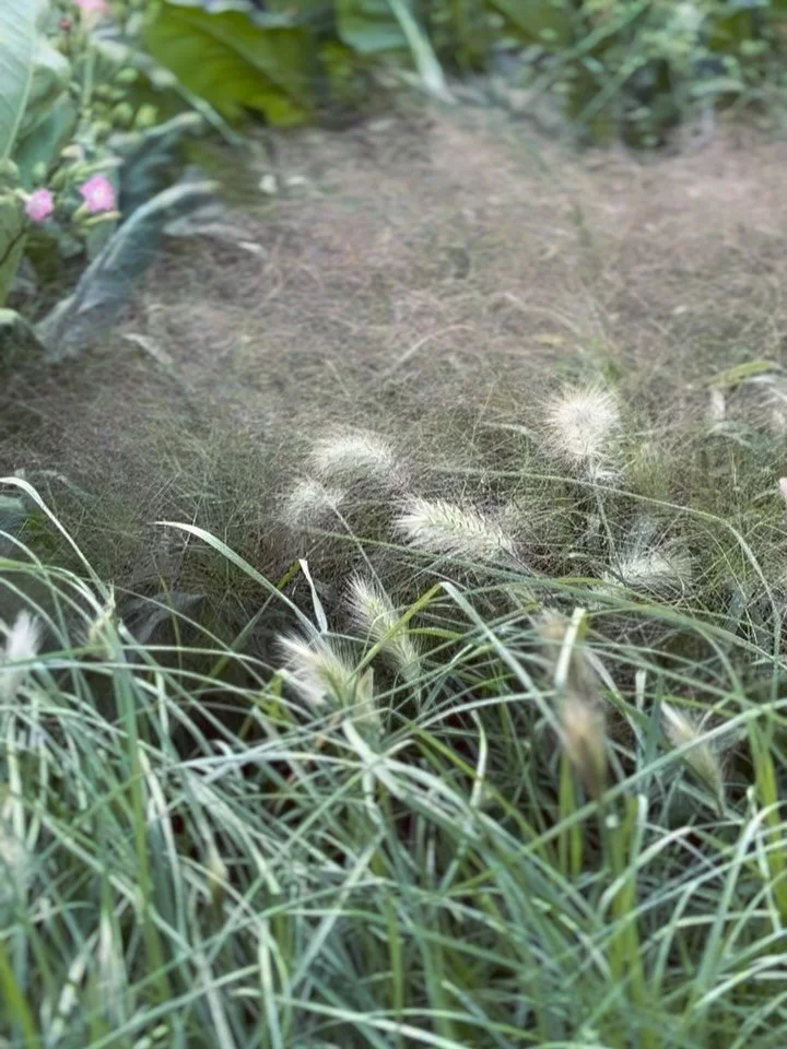 Dunborstgr&auml;s &amp; jungfruhirs som vajar i vinden p&aring; Florafarmen 🌾