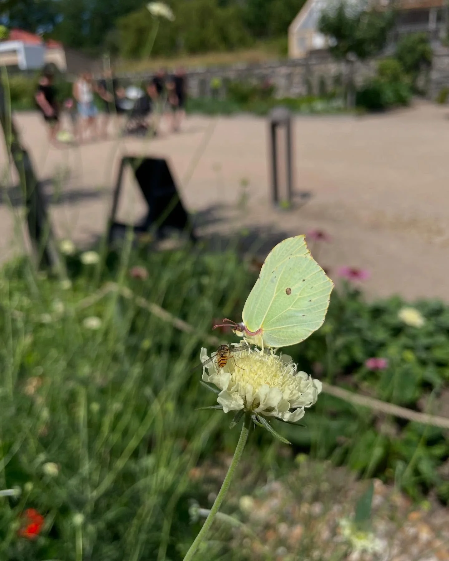 🦋 Fj&auml;rilsfarmen 🦋