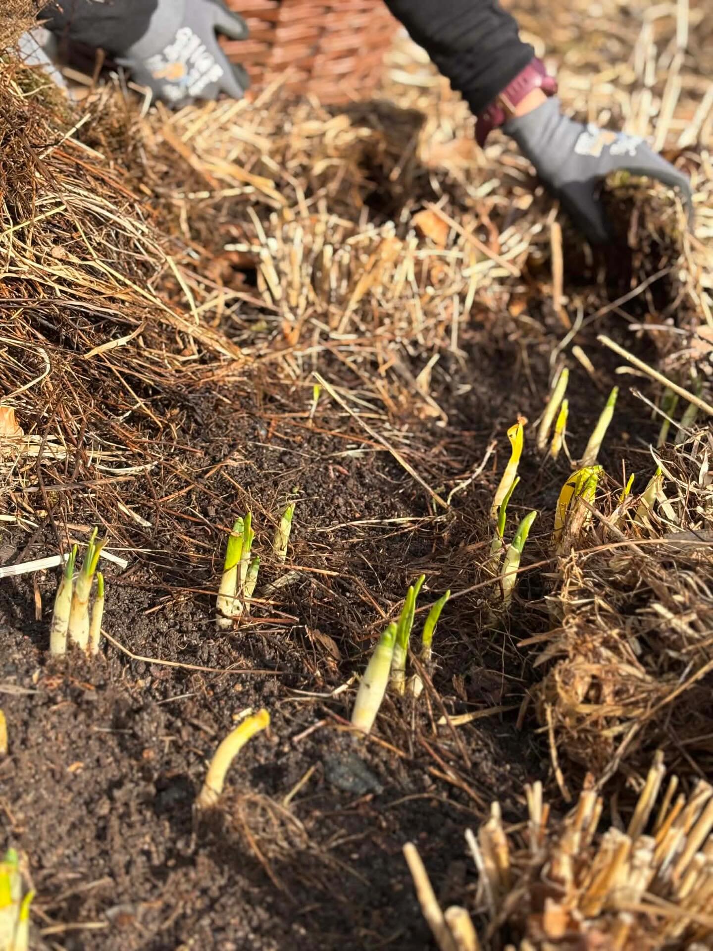 Ett s&auml;kert v&aring;rtecken: Florafarmen tillbaka p&aring; Gunnebo! 

Idag var det dags att f&ouml;rbereda boden inf&ouml;r v&aring;rens kommande narcissf&ouml;rs&auml;ljning. Tyv&auml;rr var boden inte d&auml;r. Den var placerad bakom en enorm g