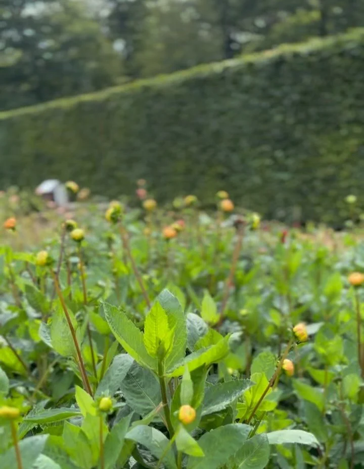 🌸 BOKA DAHLIAKN&Ouml;LAR 🌸

Idag har vi pysslat med dahlior och satt i jord f&ouml;r att driva upp inf&ouml;r s&auml;songen. Vi kunde dela kn&ouml;larna och har d&auml;rmed en begr&auml;nsad upplaga att s&auml;lja, s&aring; kul! Det &auml;r sorter 
