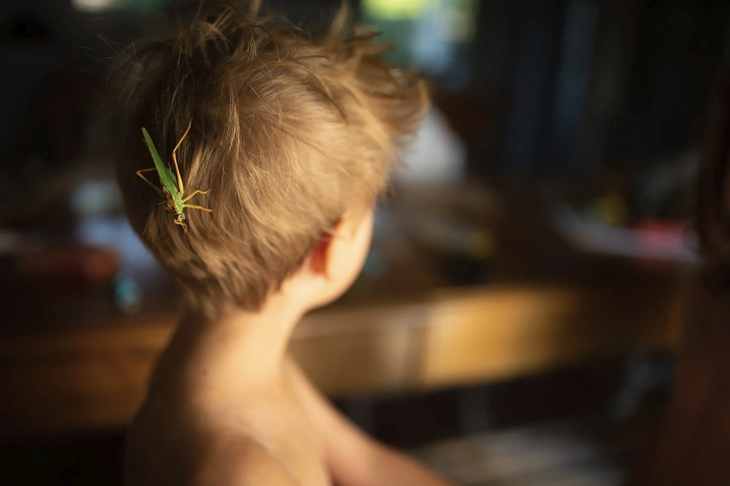 Un enfant vu de dos avec des cheveux courts de couleur claire, un criquet vert avec de longues pattes est perché sur ses cheveux. Photo prise lors d'une séance photo de famille.