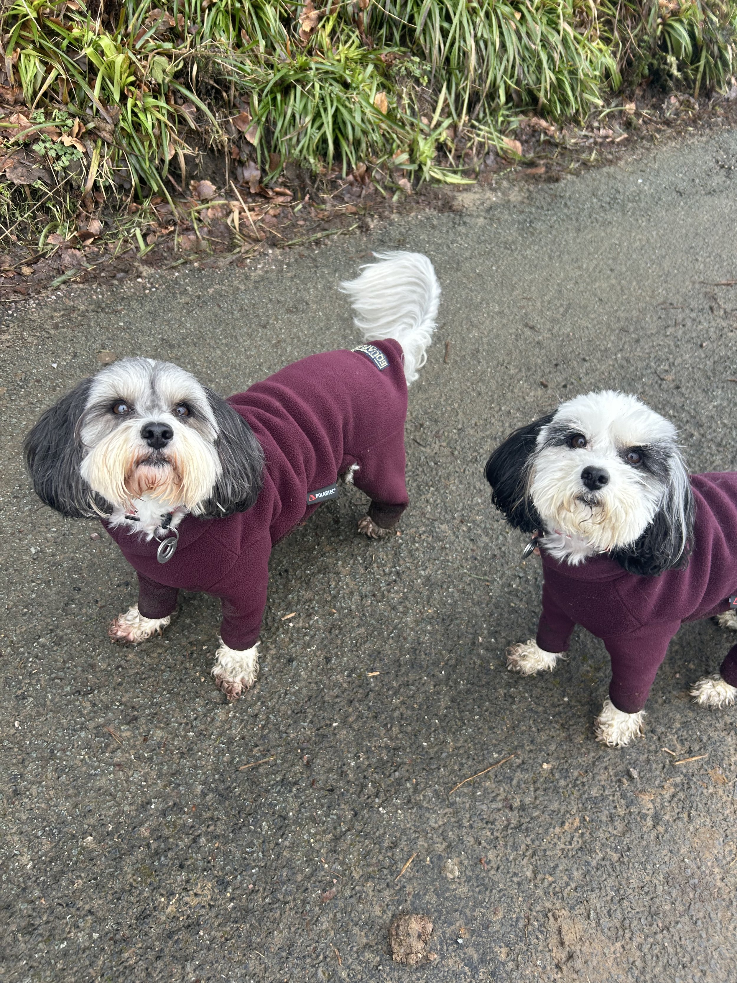Group Strut