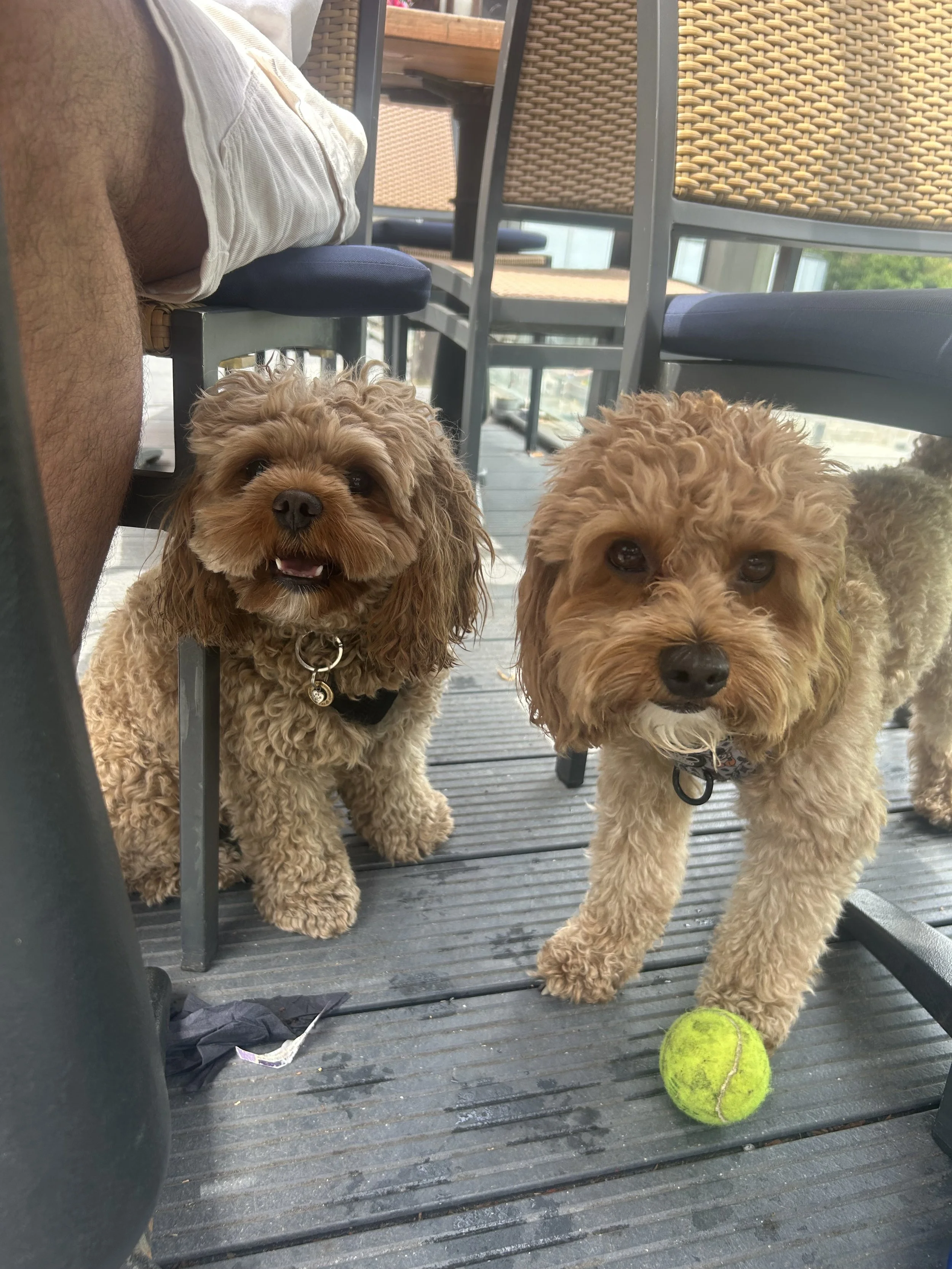Two small curly-haired dogs, one with a tennis ball, are on a wooden outdoor patio.