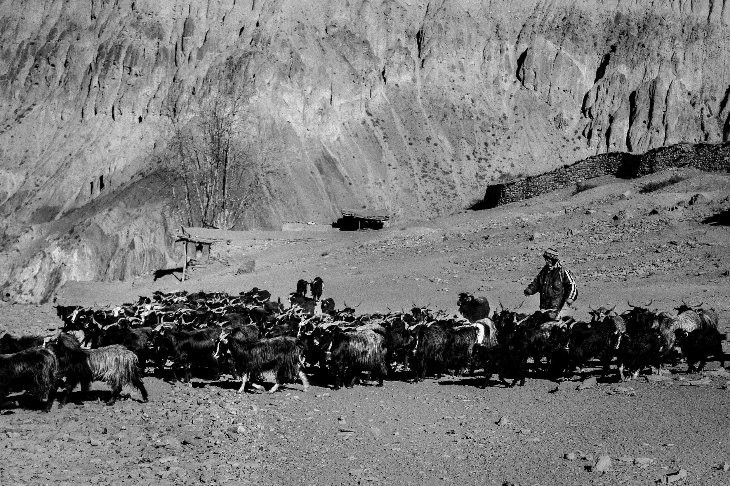 Homem cuidando de um rebanho de cabras e bodes em um cenário de montanha