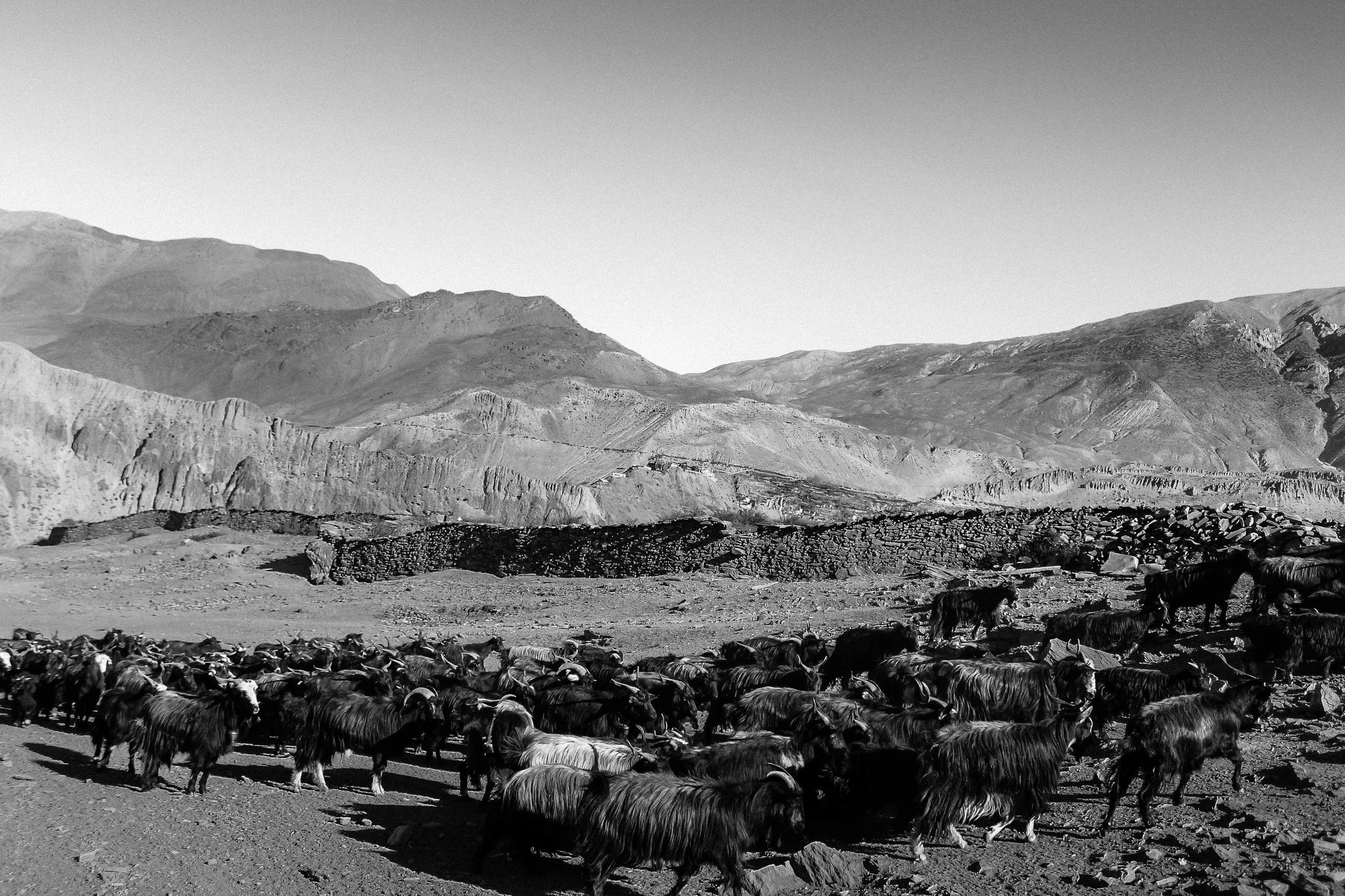 Manada de cabras pastando em um terreno montanhoso, com montanhas ao fundo, em uma vasta paisagem natural.