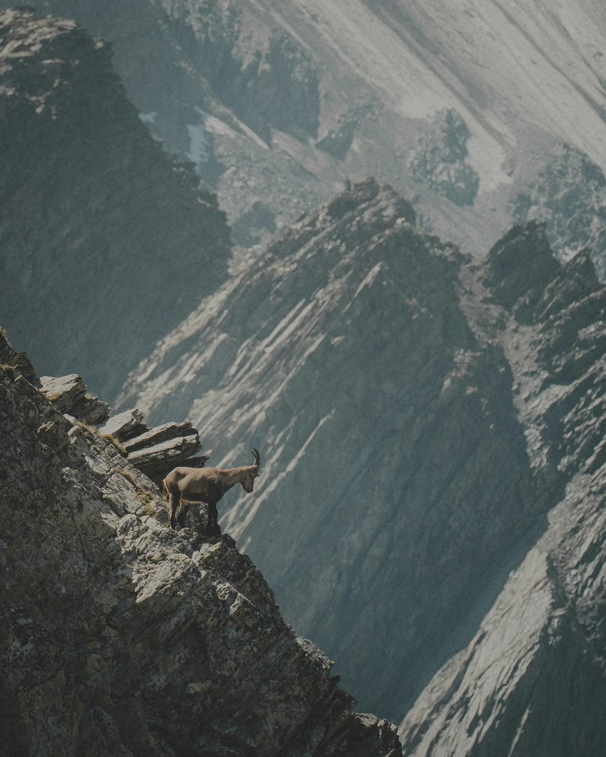 A goat standing on a rocky ledge on a mountain slope with snow-capped peaks in the background.