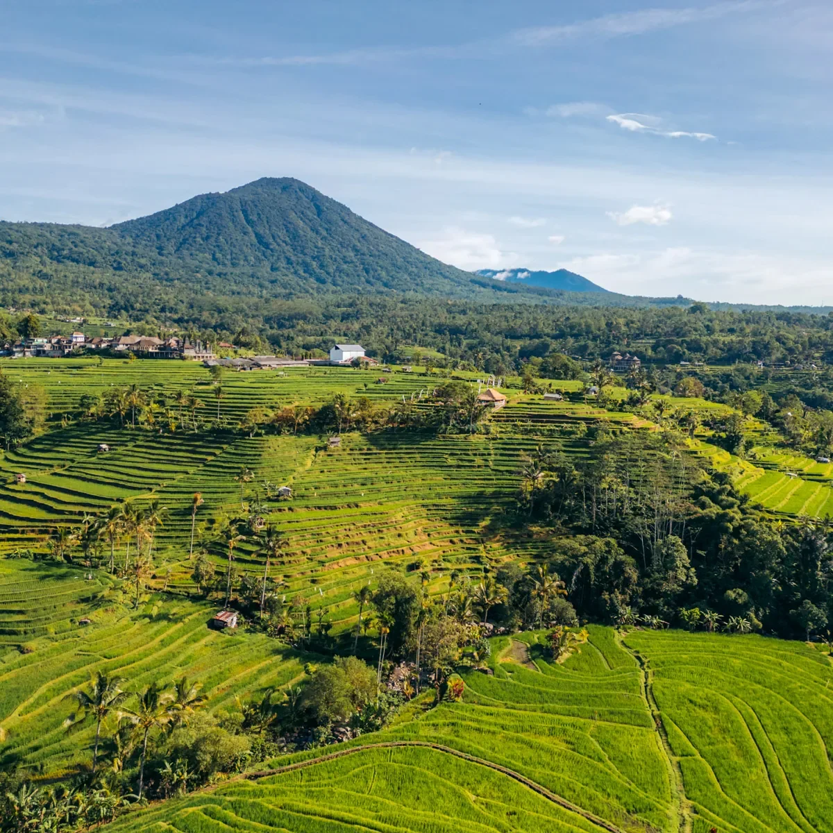 Lush green terraced rice fields on rolling hills with a mountain in the background under a partly cloudy sky.