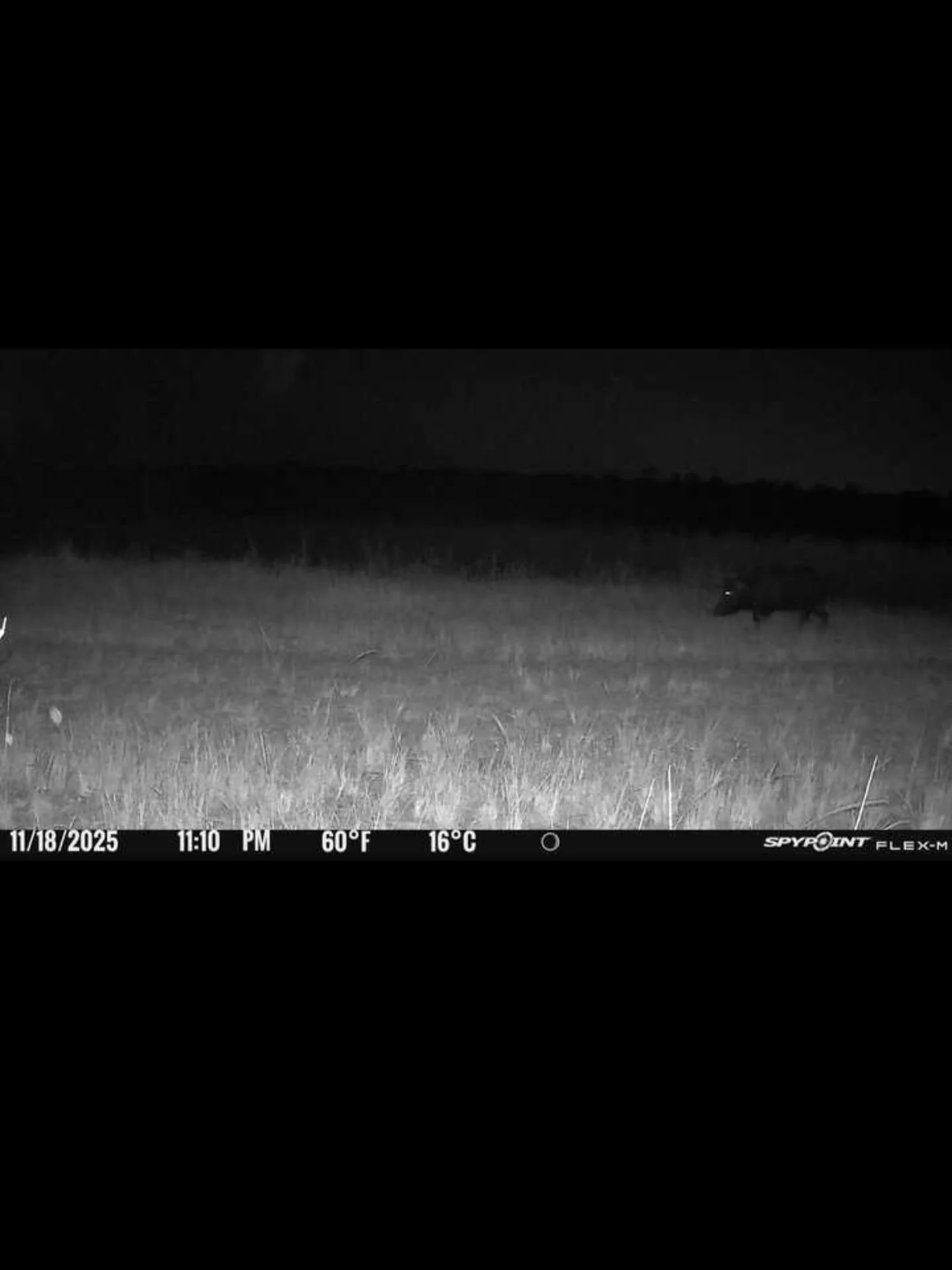 When the night gets still&hellip; Joe the Boar wakes up.🐗🌑

Hashtags:
#JoeTheBoar #BoarInTheDark #BackwoodsBeast #NightShiftCarnivore #TrailCamTerror #OutlawEats #SwampLegend #FloridaCryptid #EyesInTheNight #BornFromSmoke #WhereTheWildFeeds #Smoked