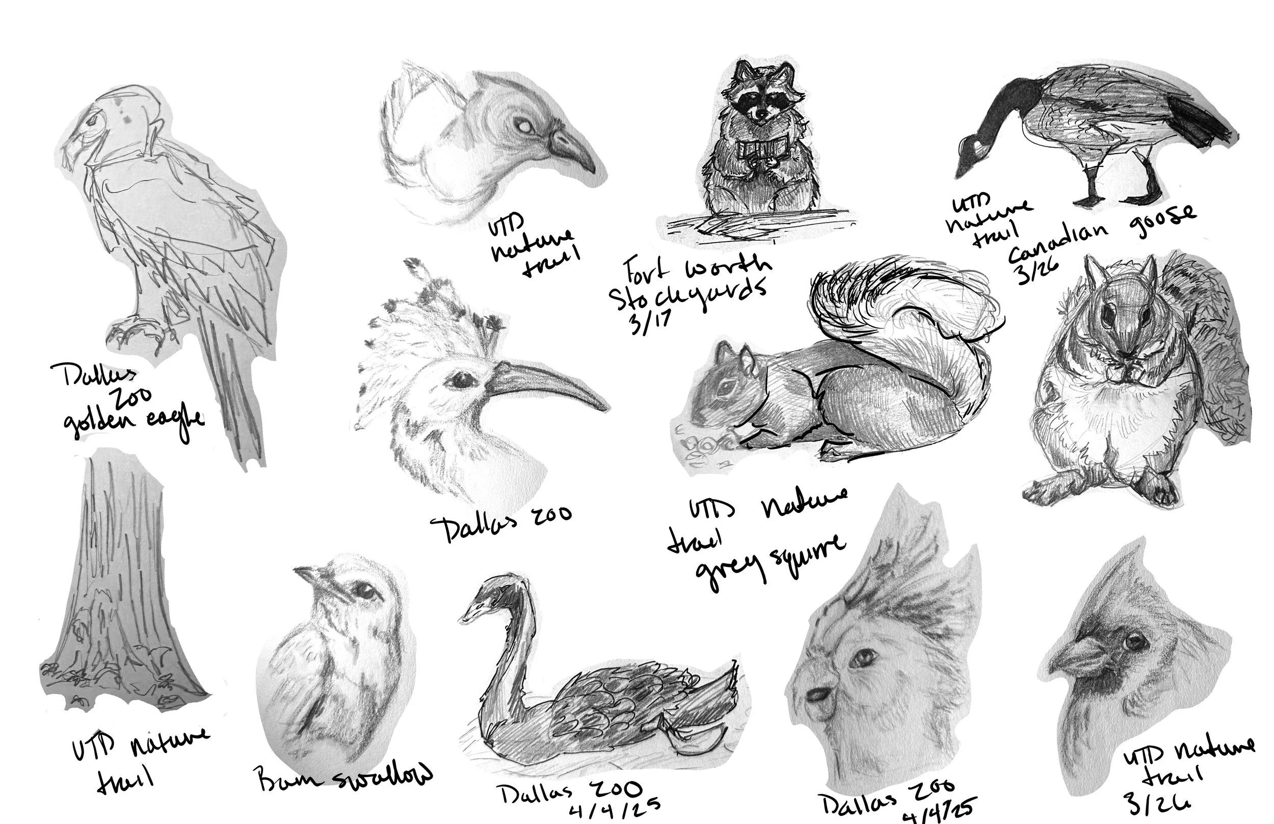 animals.jpg