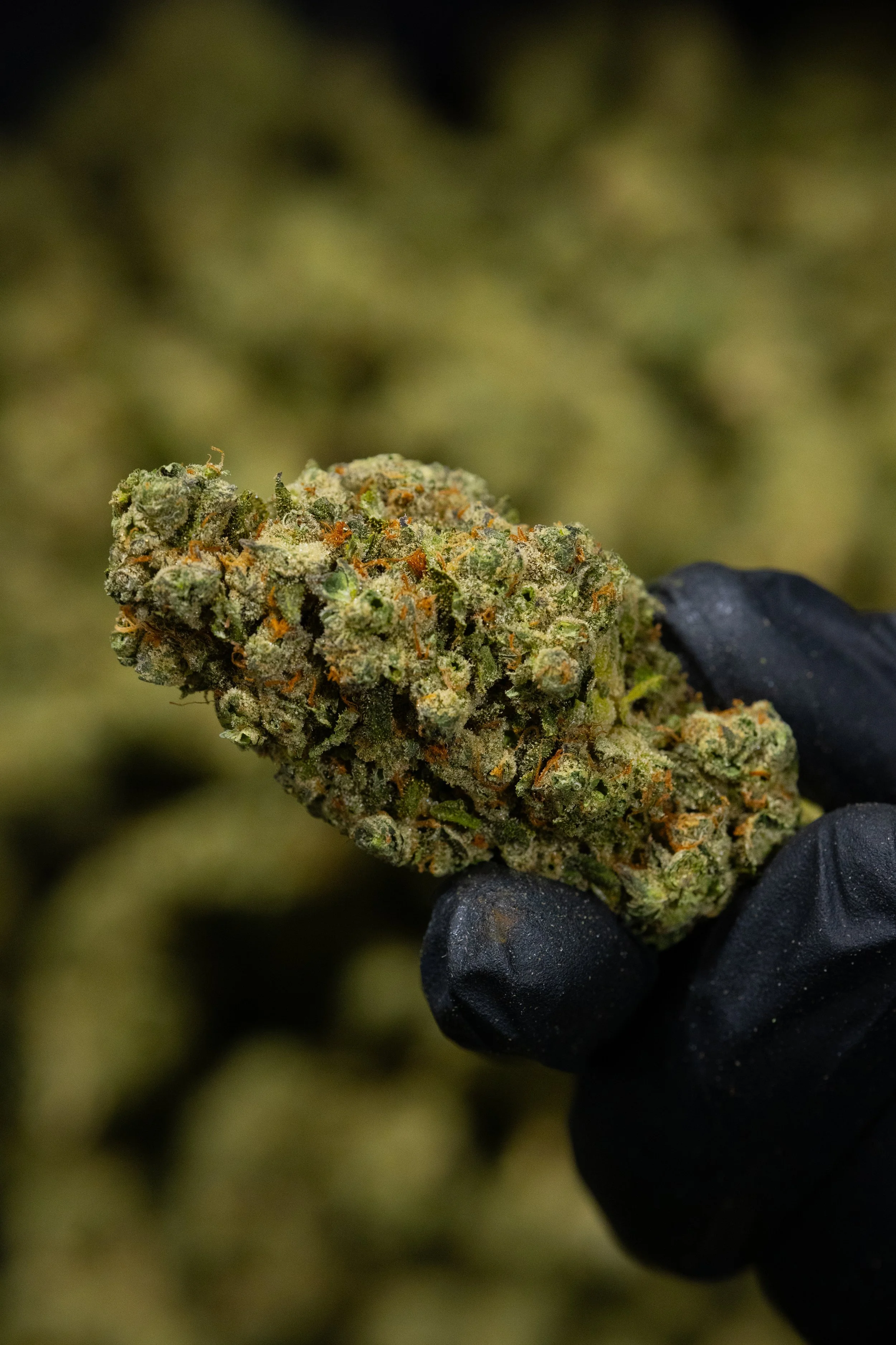 THE SLOW SCIENCE OF HANG-DRYING &amp; CURING