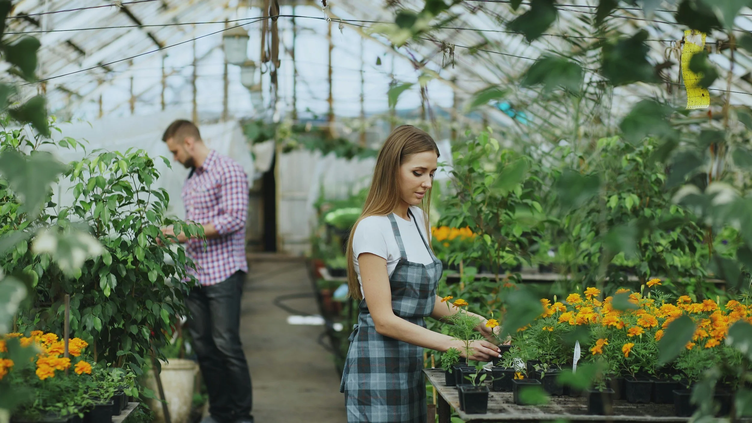 A woman in a plaid apron tending to yellow flowers inside a greenhouse with plants and a man in the background.
