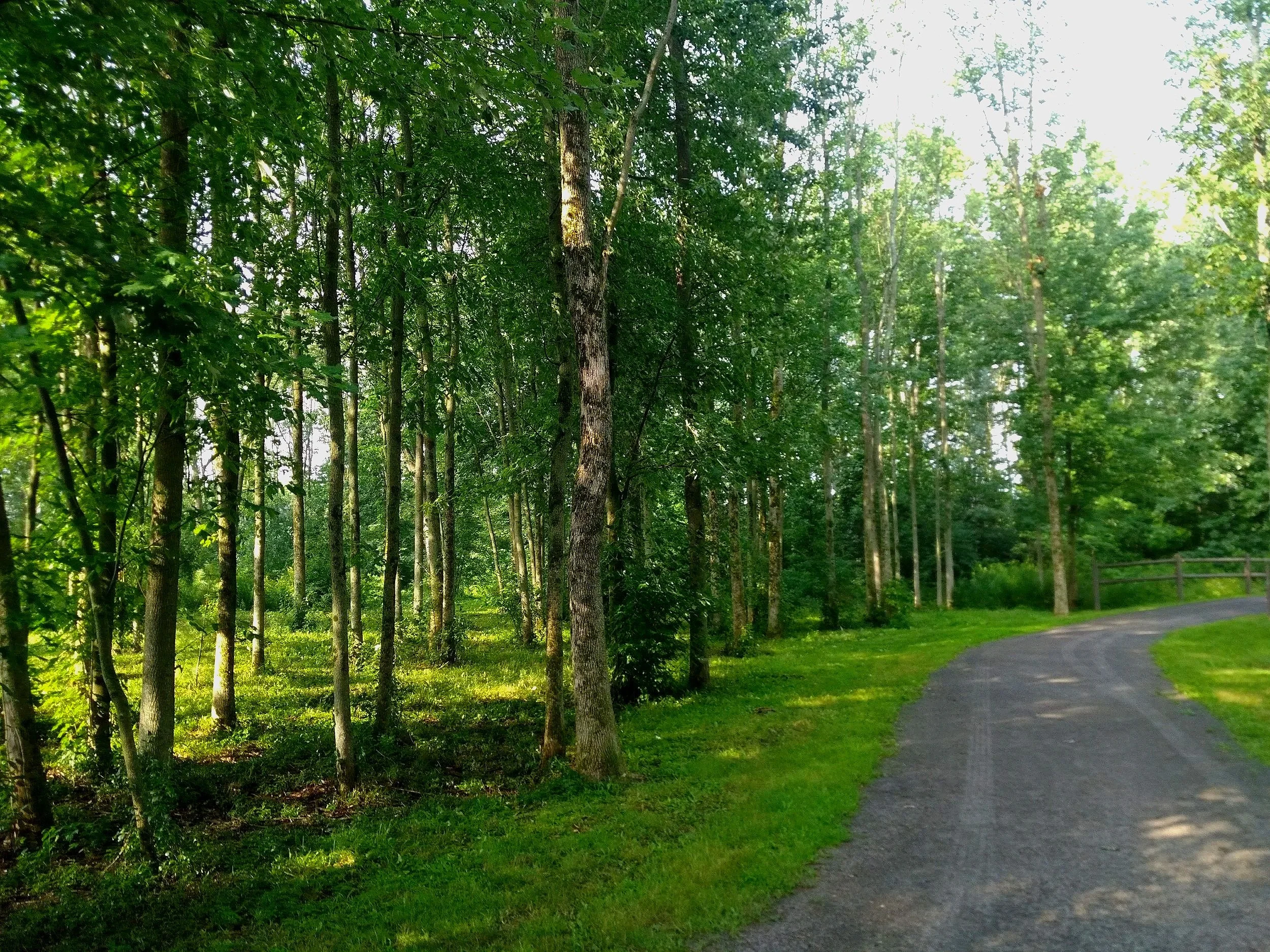 A gravel path winding through a lush green forest with tall trees and sunlight filtering through the leaves.