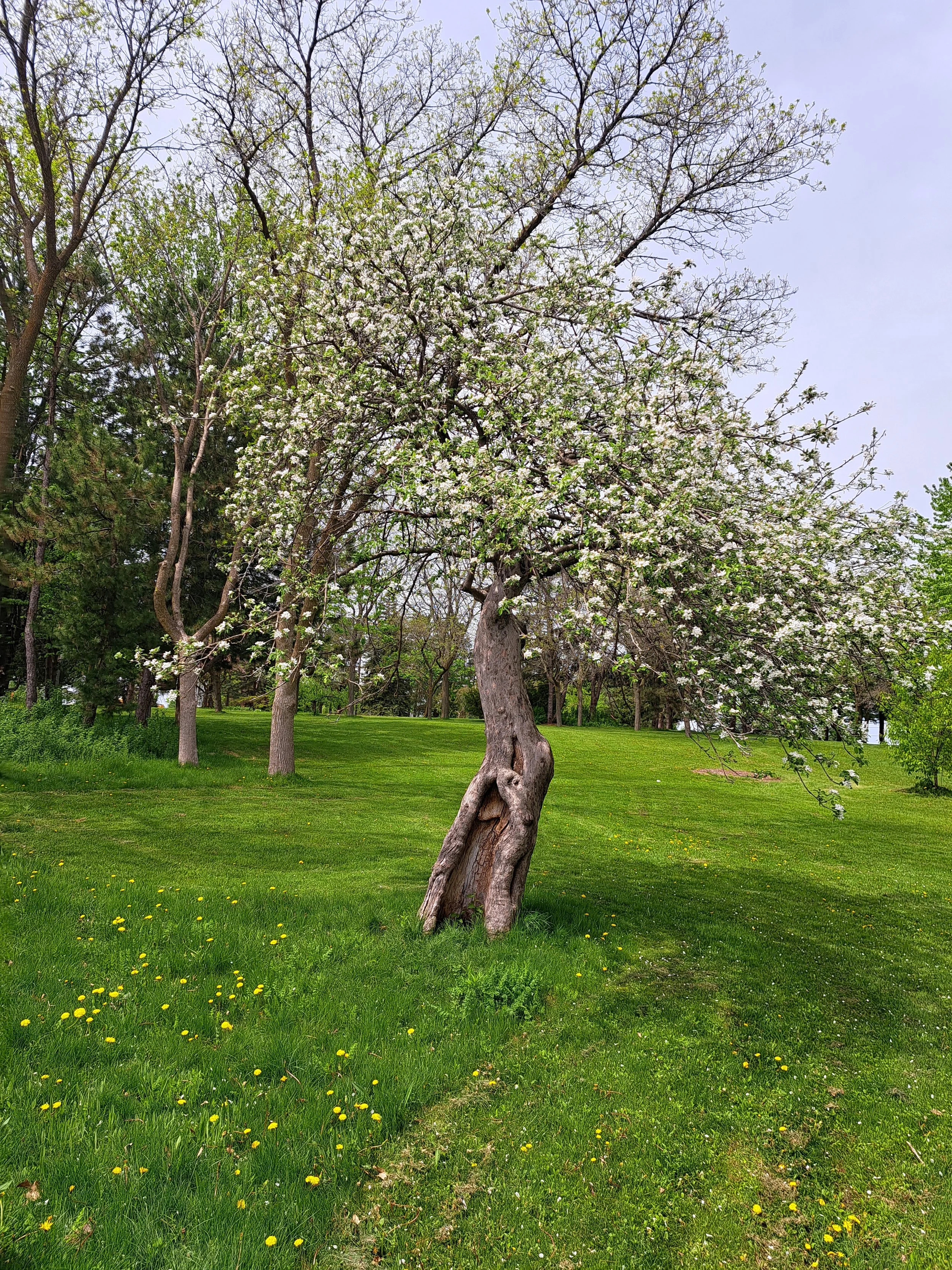 A large, gnarled tree with blooming white flowers in a grassy park, with other trees in the background.