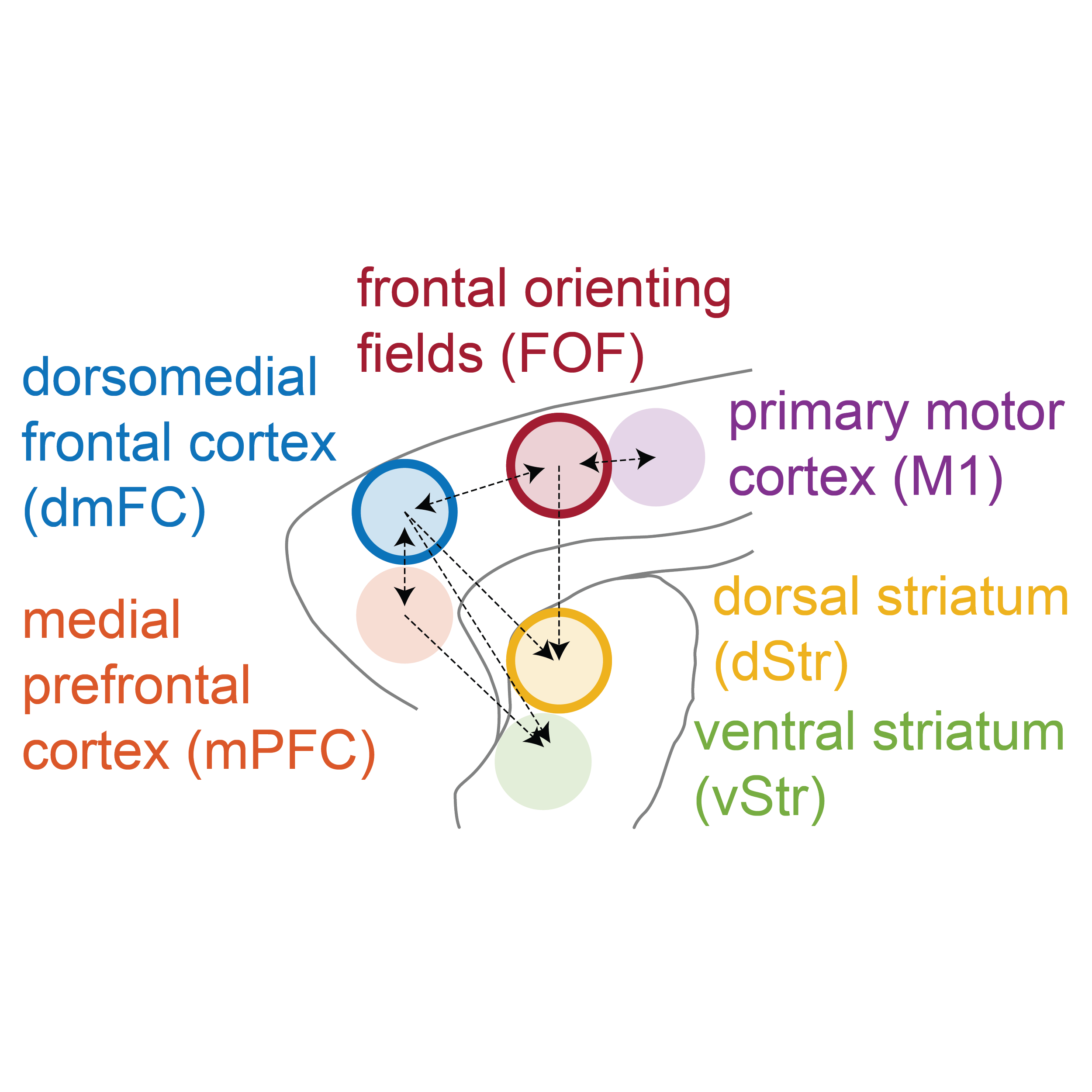 Multi-region dynamics of internal attention switching
