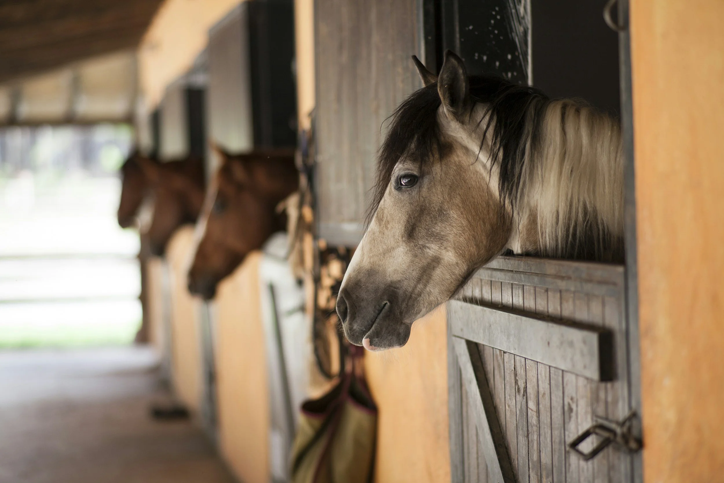 Horses in a barn