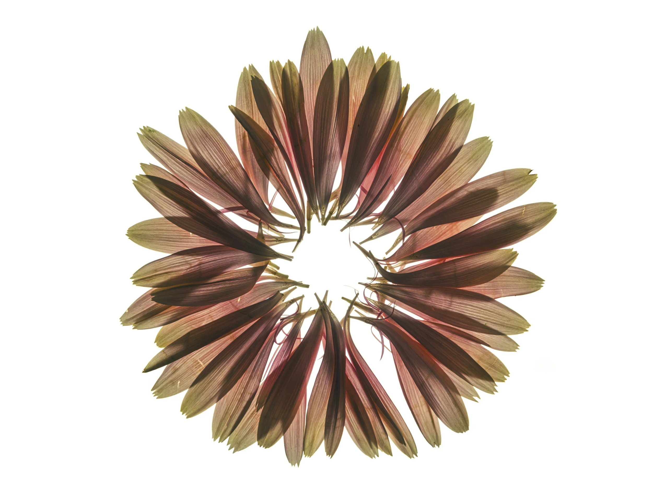 Grief Mandala