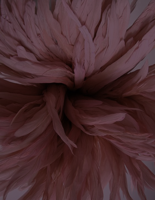 Close-up of pink feathers arranged in a floral pattern.