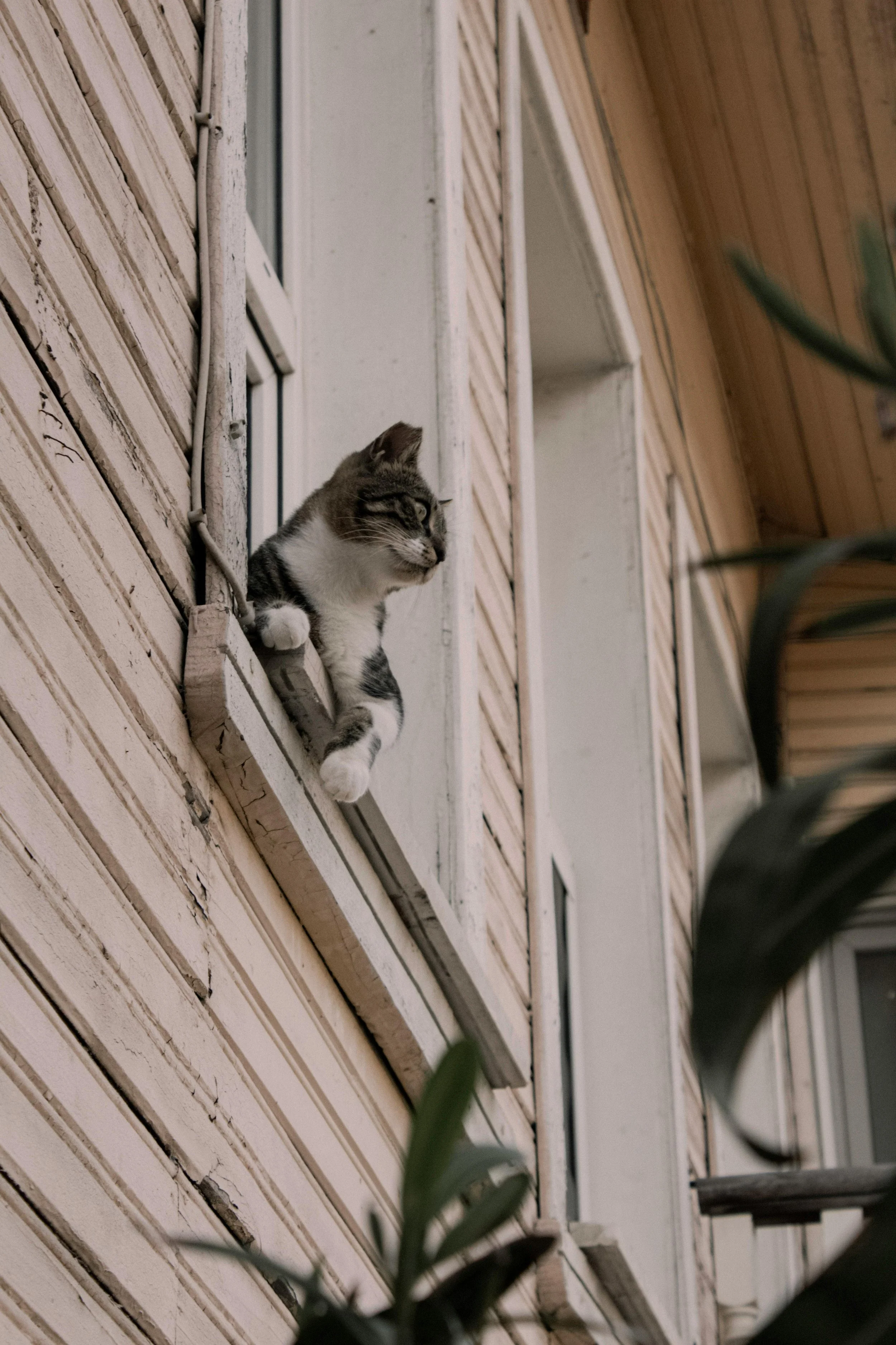 A cat lounging on a windowsill outside a house, looking to the side.