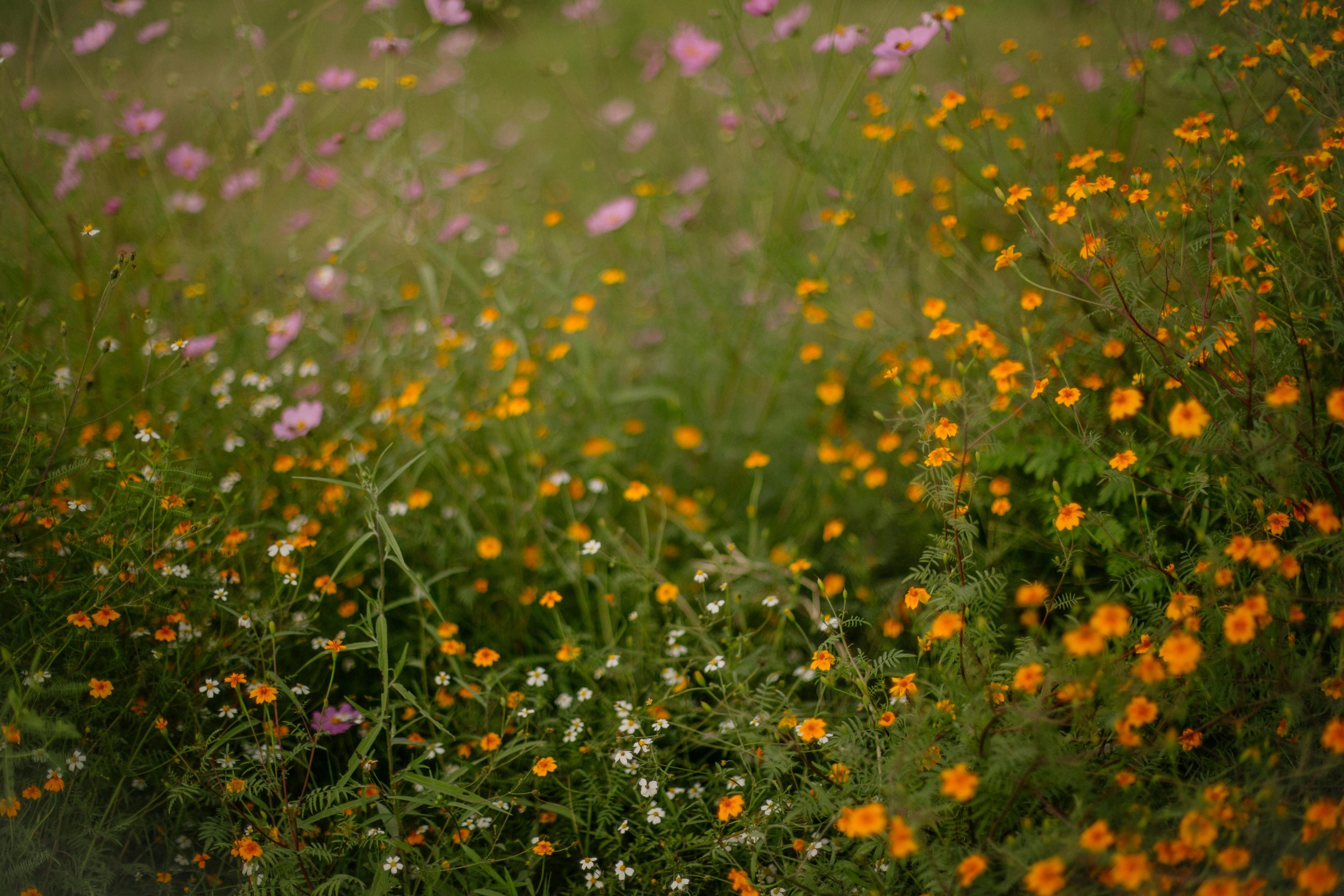 A field of wildflowers with pink, orange, and white blossoms in a natural setting.