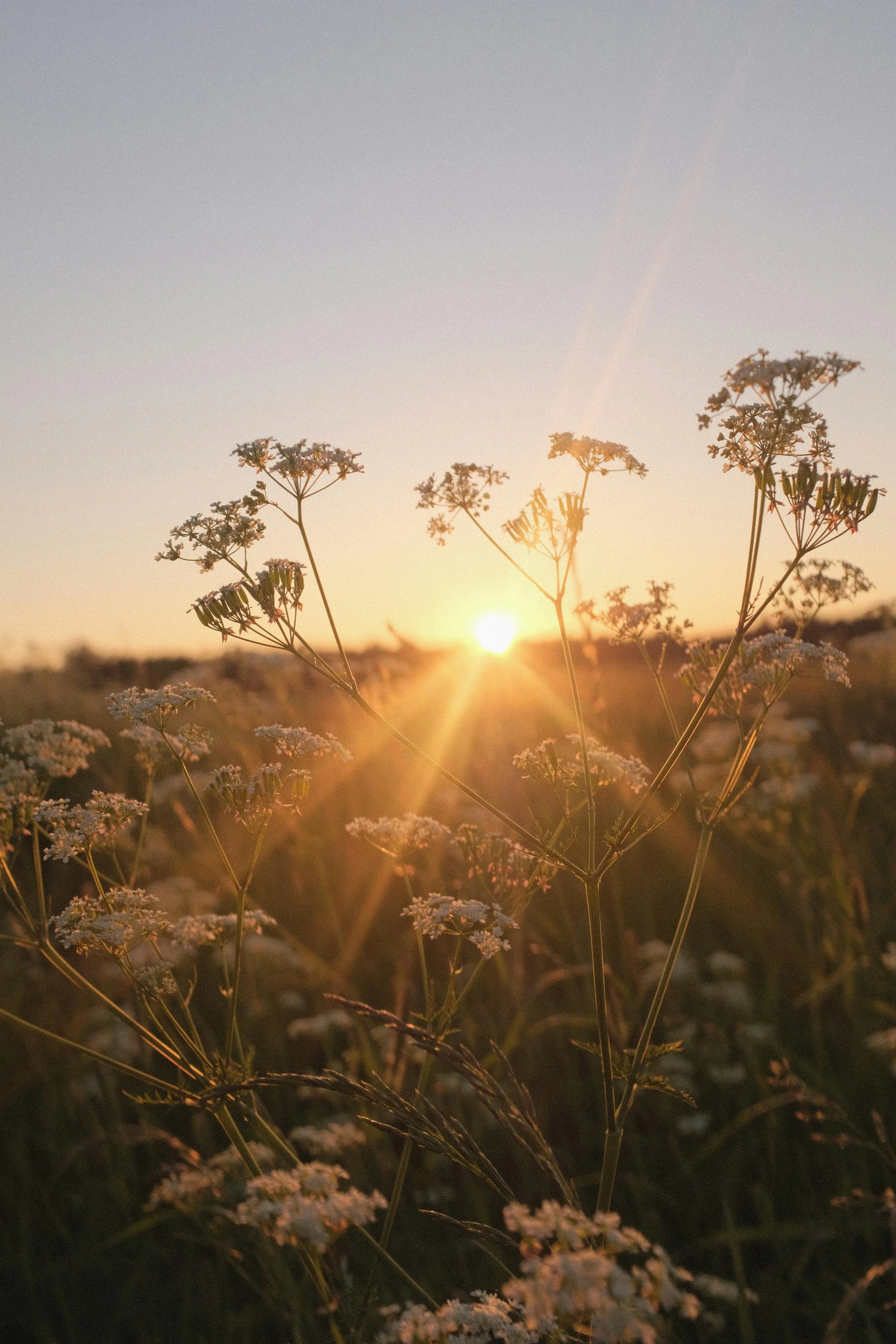 Sunset over wildflowers in a field.