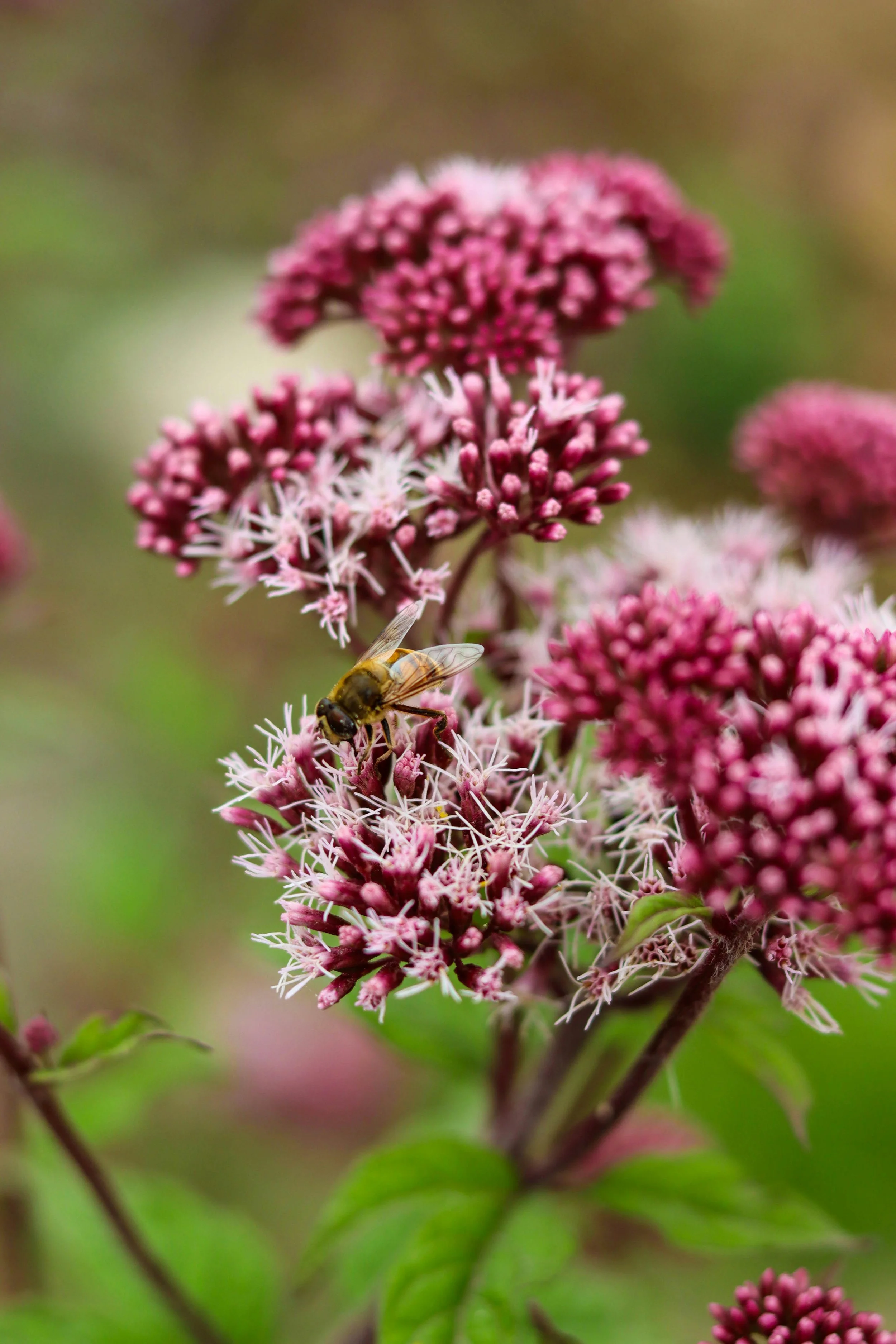 Close-up of pink flowers with a bee collecting nectar in a garden setting.