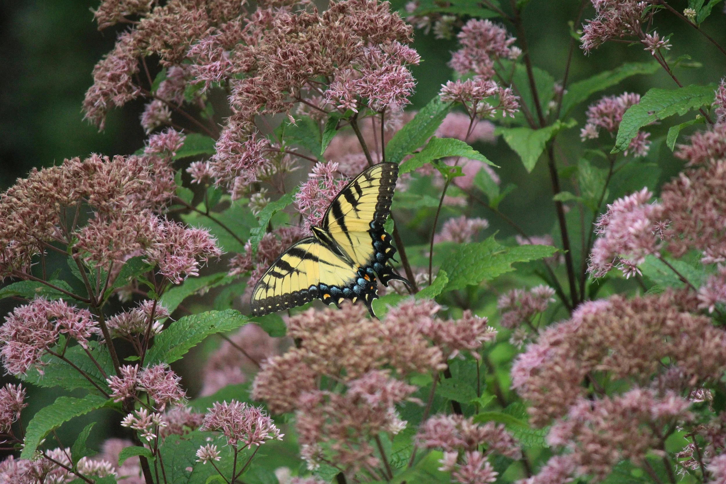 A yellow and black butterfly resting on pink flowers surrounded by green leaves.