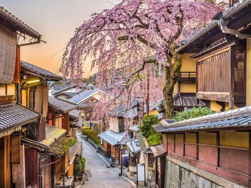 A narrow street lined with traditional Japanese buildings and a large cherry blossom tree in full bloom, scene during sunset.