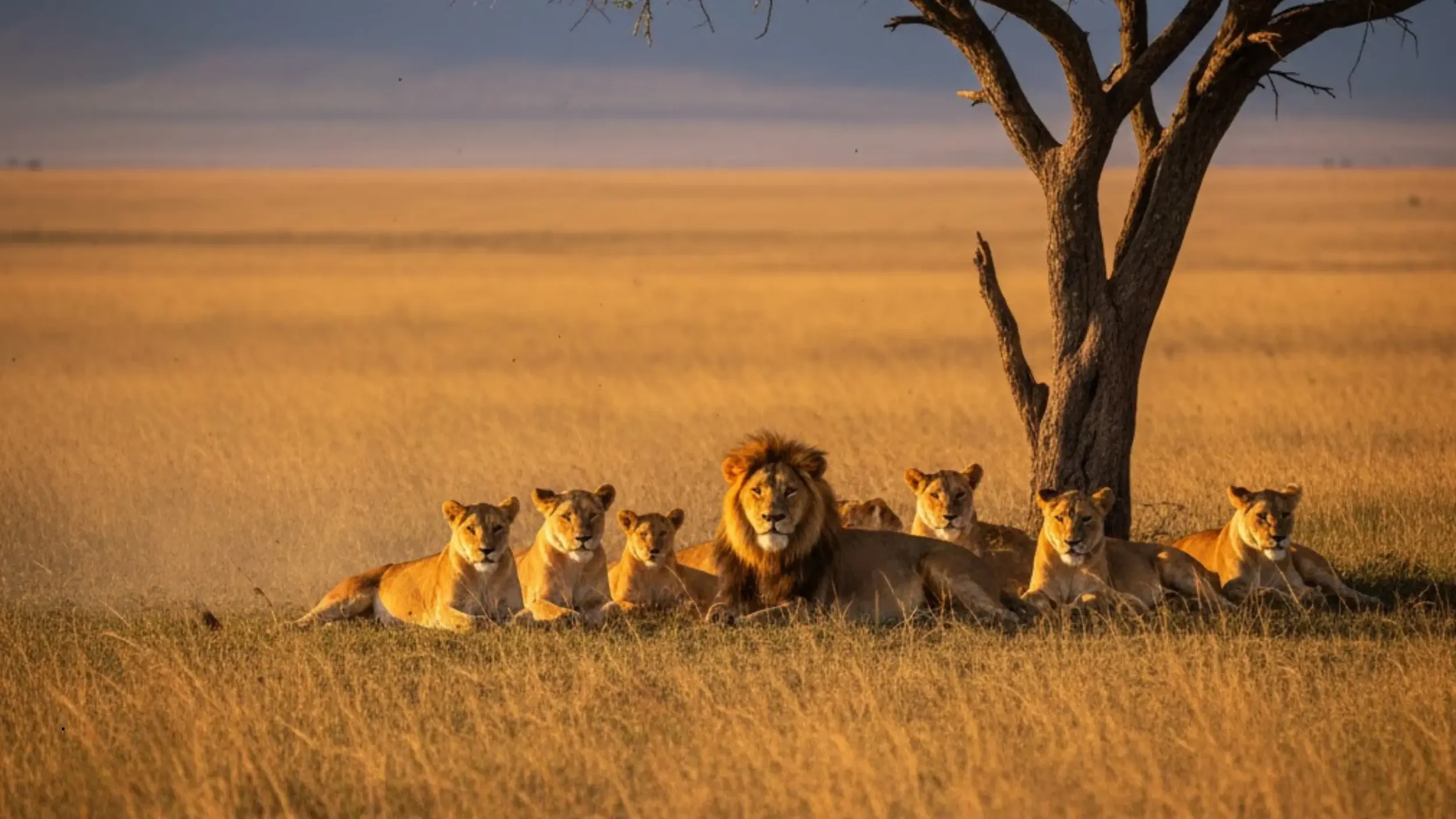 safari in south africa