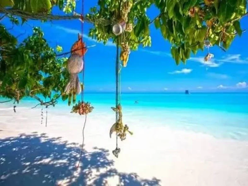 Tropical beach with white sand, turquoise water, and a clear blue sky. Green leaves and branches of trees hang over the beach, with some objects hanging from the branches.