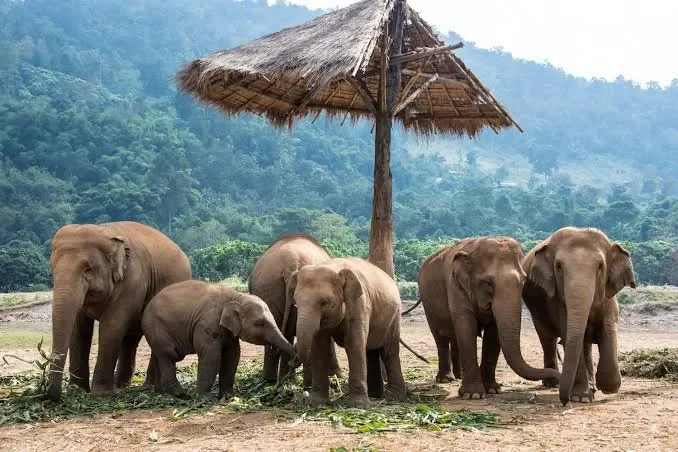 ethical elephant sanctuary