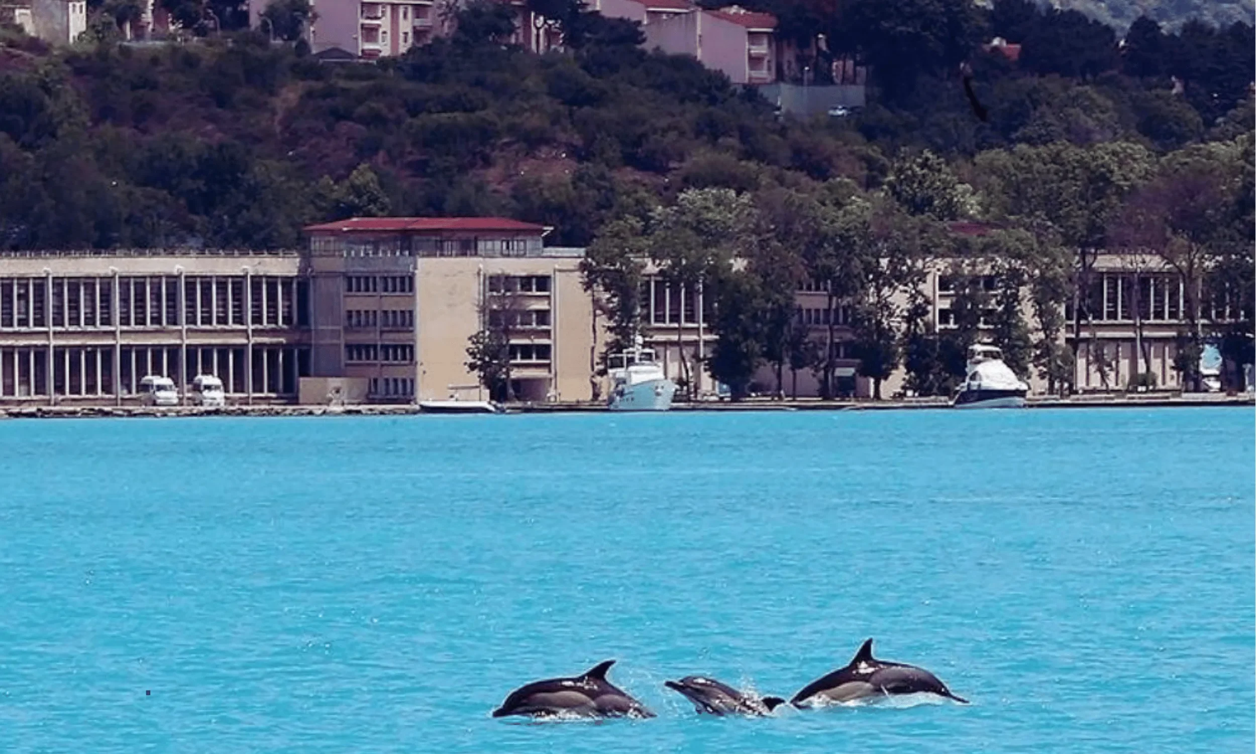 view over the sea of marmara with group of dolphines swiming around