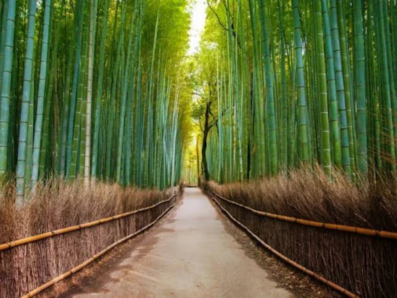 A pathway through a lush bamboo forest with tall green bamboo stalks and a small wooden fence lining each side of the path.