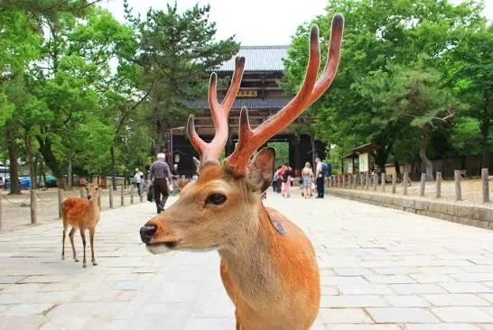 nara parks deer nara