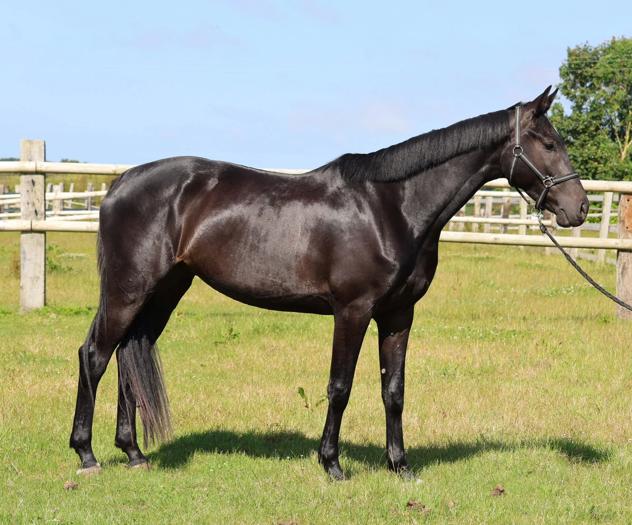 Un cheval noir se tient dans un enclos en herbe avec un ciel bleu en arrière-plan.