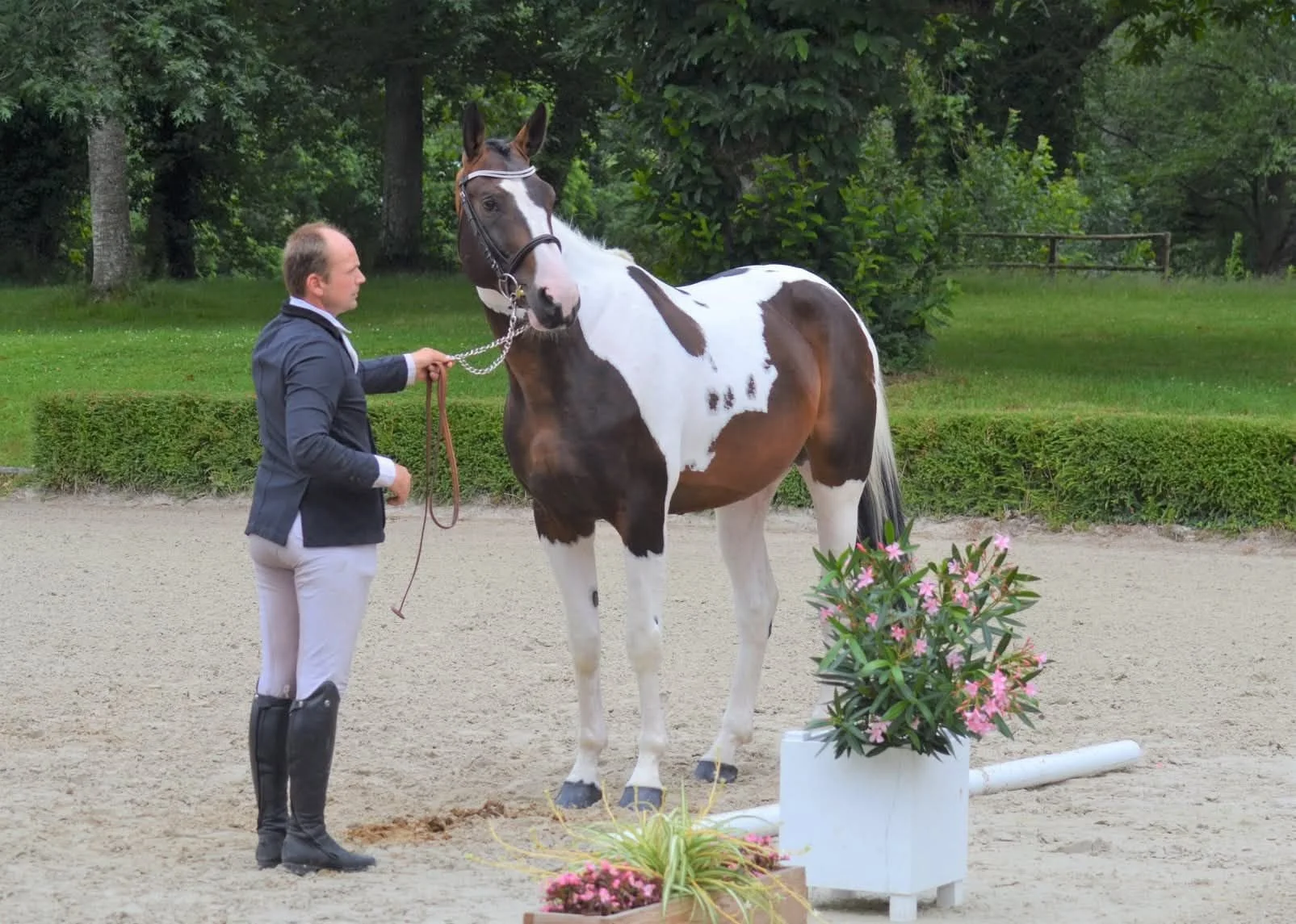 Un homme en tenue d'équitation avec un cheval tacheté blanc et marron dans une carrière entourée de verdure, avec des fleurs en pot devant eux.
