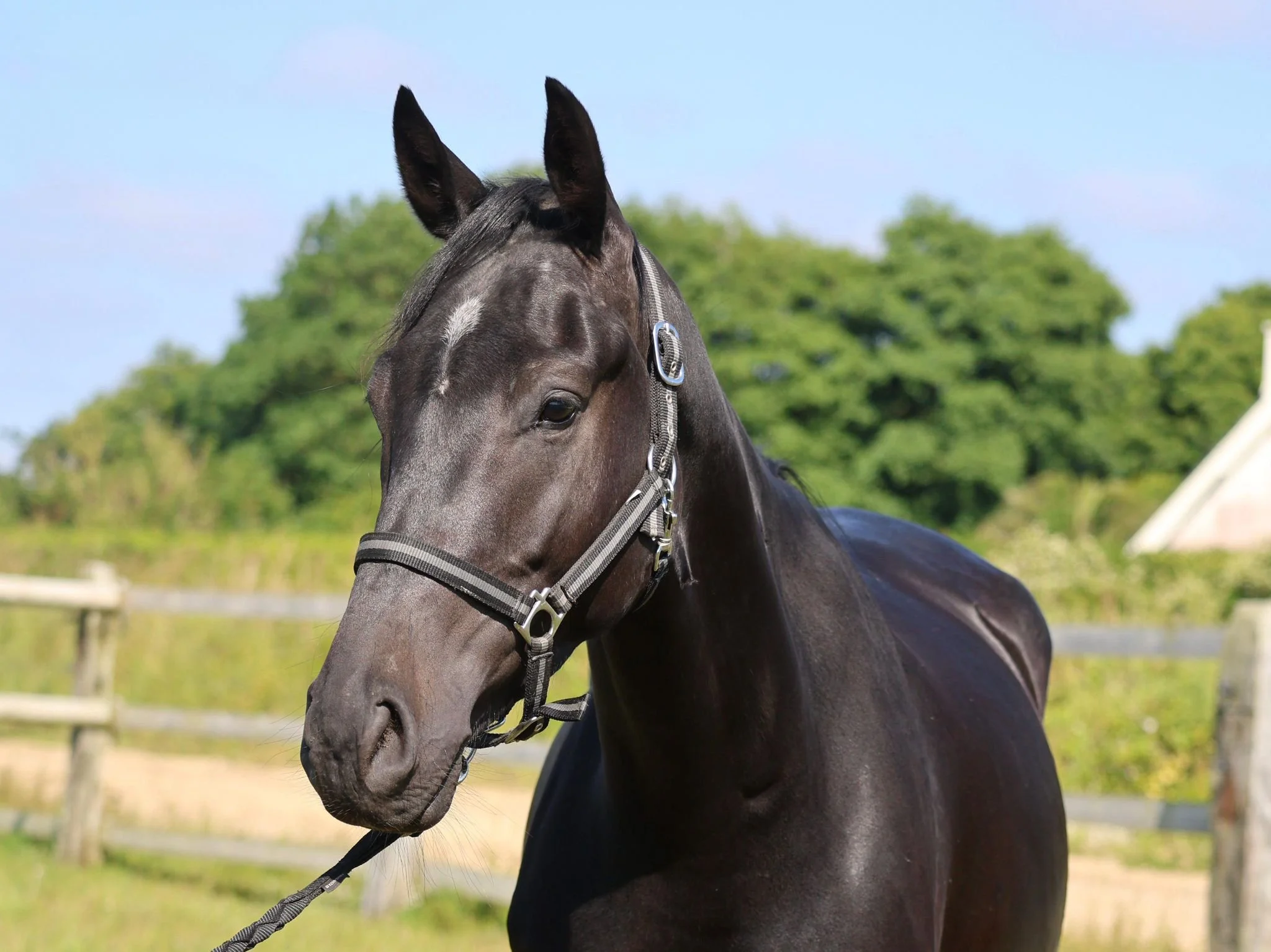 Charman de la Roque Z - 4 ans