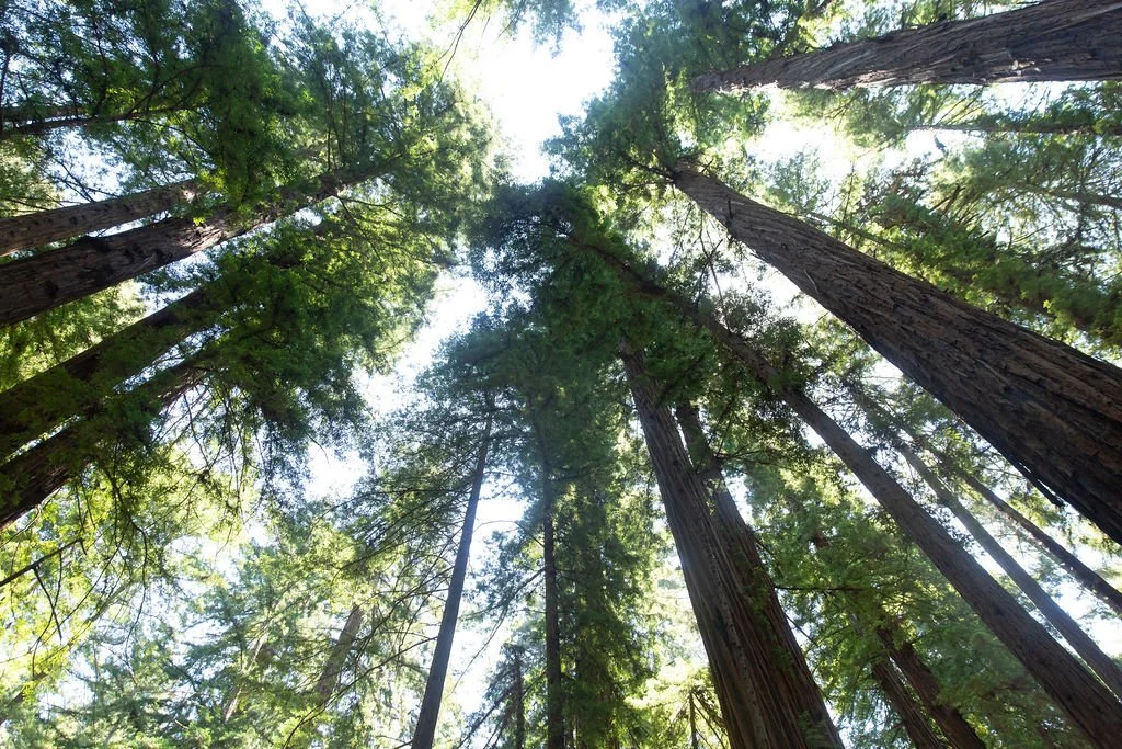 Choosing the Perfect Setting for a Celebration of Life