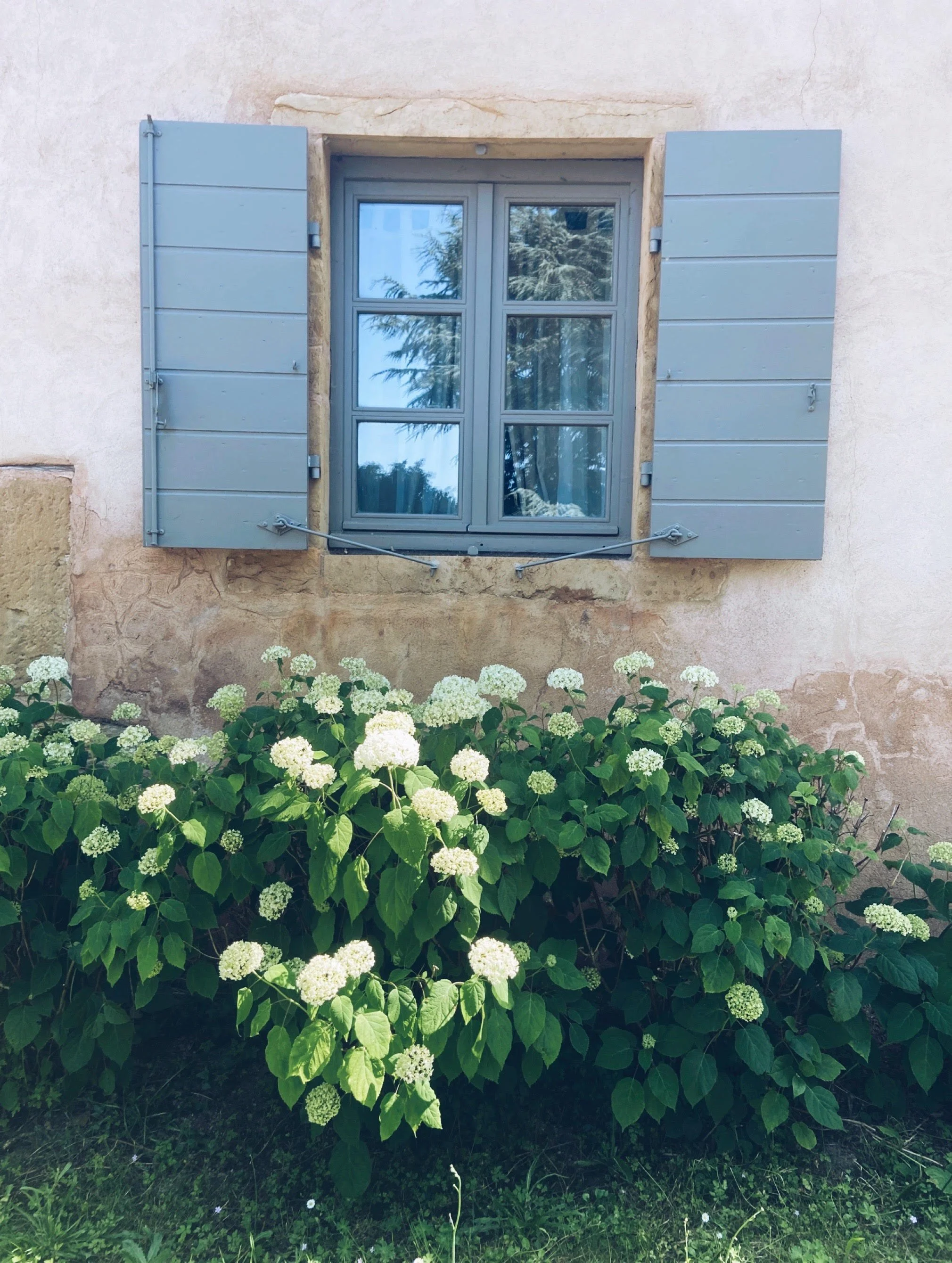 Fenêtre à volets bleus sur un mur beige avec des fleurs blanches en dessous.