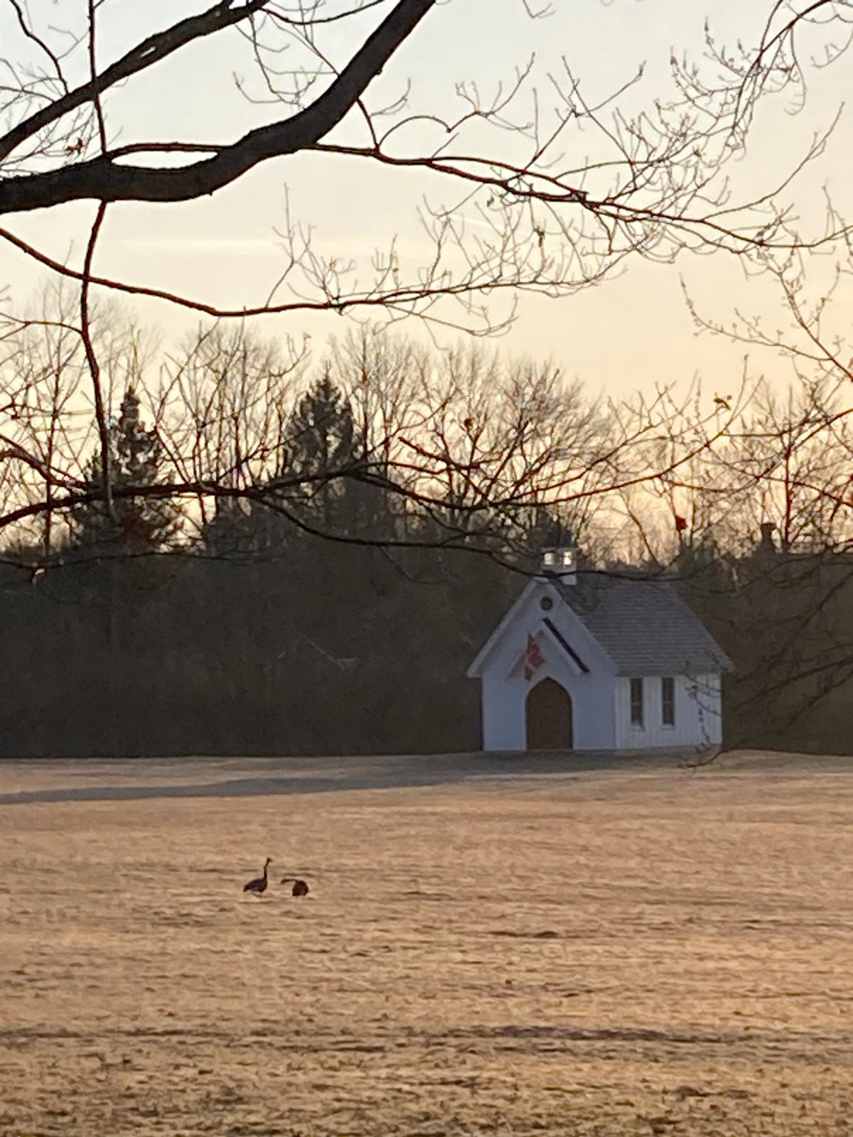 Our feathered friends visiting the Chapel